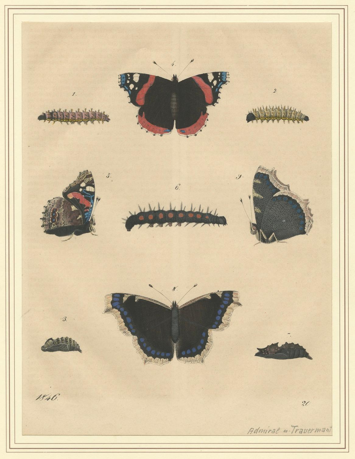 „Admiral Butterfly Lifecycle“ – handkolorierter Natural History Teller (1846) (Mittleres 19. Jahrhundert) im Angebot