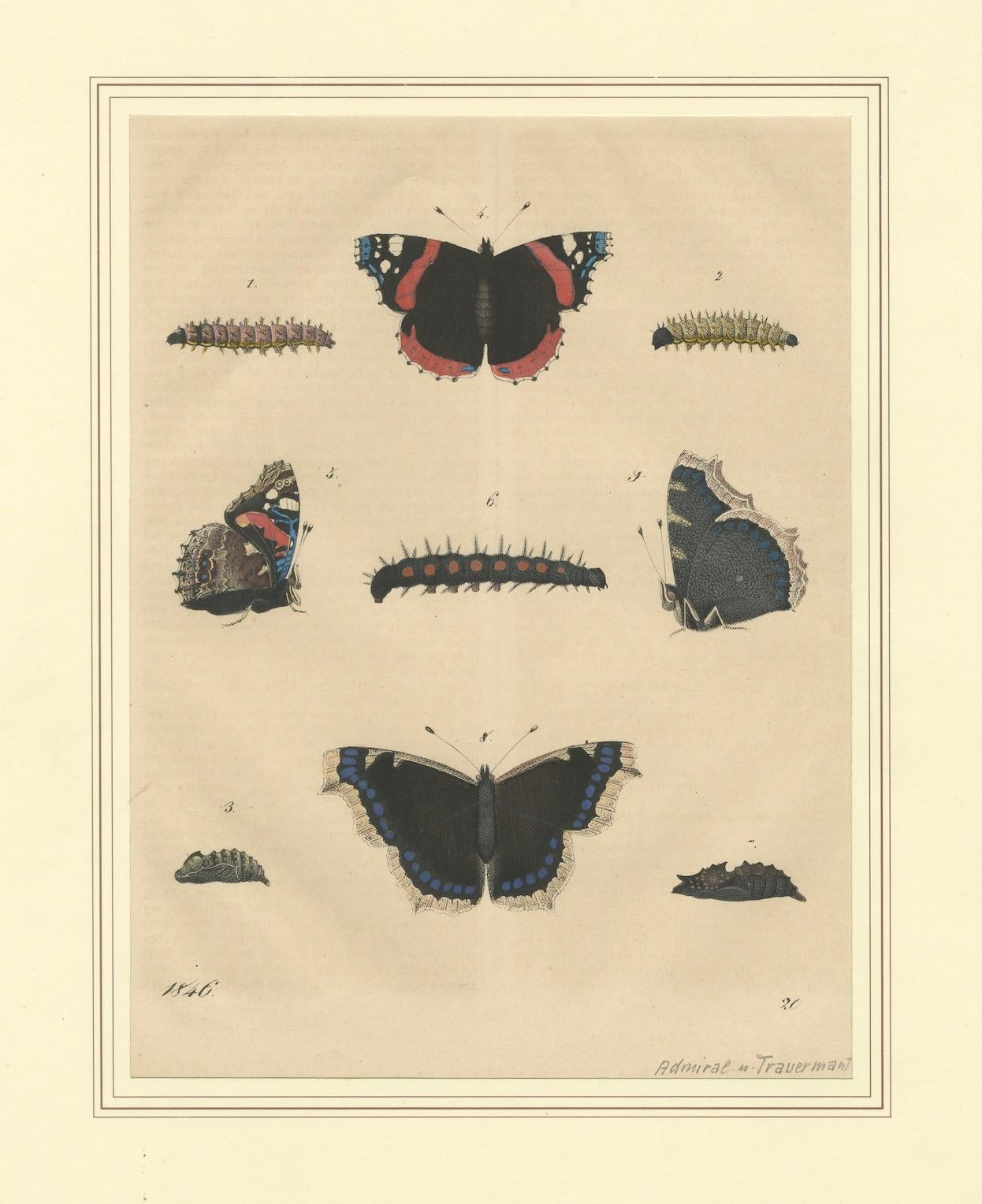 „Admiral Butterfly Lifecycle“ – handkolorierter Natural History Teller (1846) (Papier) im Angebot