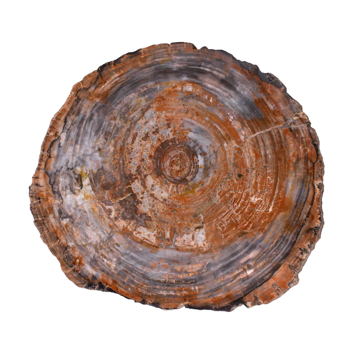 Hand-Crafted Ado Chale Rare and Iconic Fossilized Wood Top Table 1960s For Sale