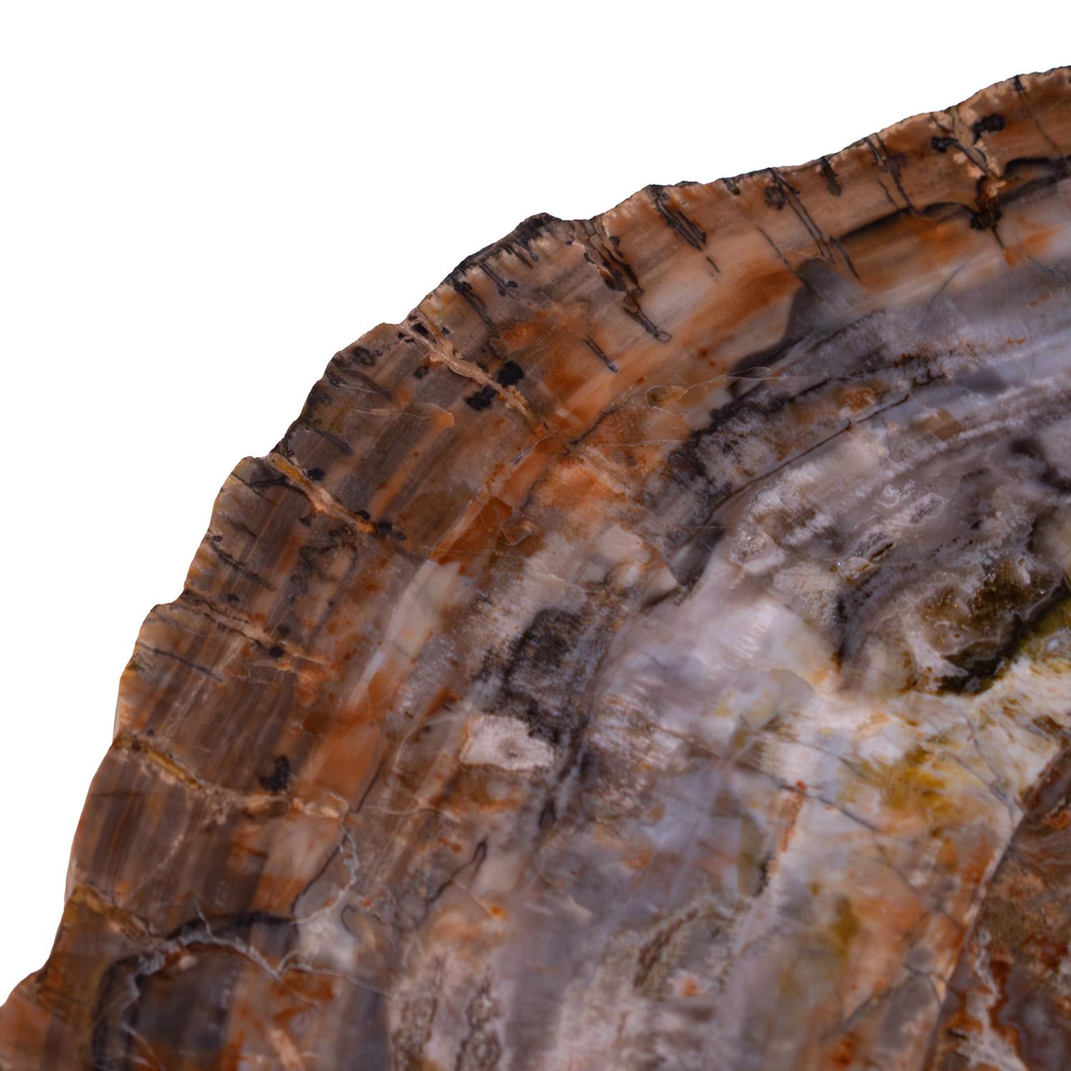 Mid-20th Century Ado Chale Rare and Iconic Fossilized Wood Top Table 1960s For Sale