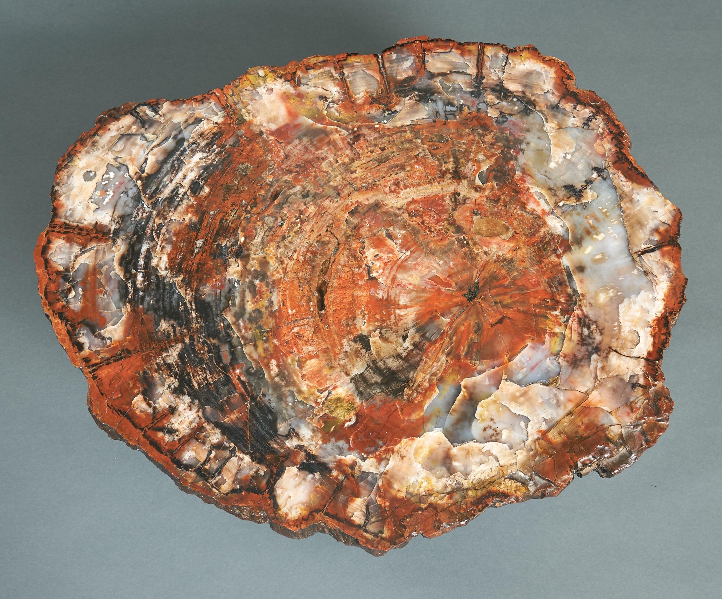 Ado Chale Rare Coffee Table in Petrified Wood and Steel, Belgium, 1968 In Excellent Condition For Sale In New York, NY