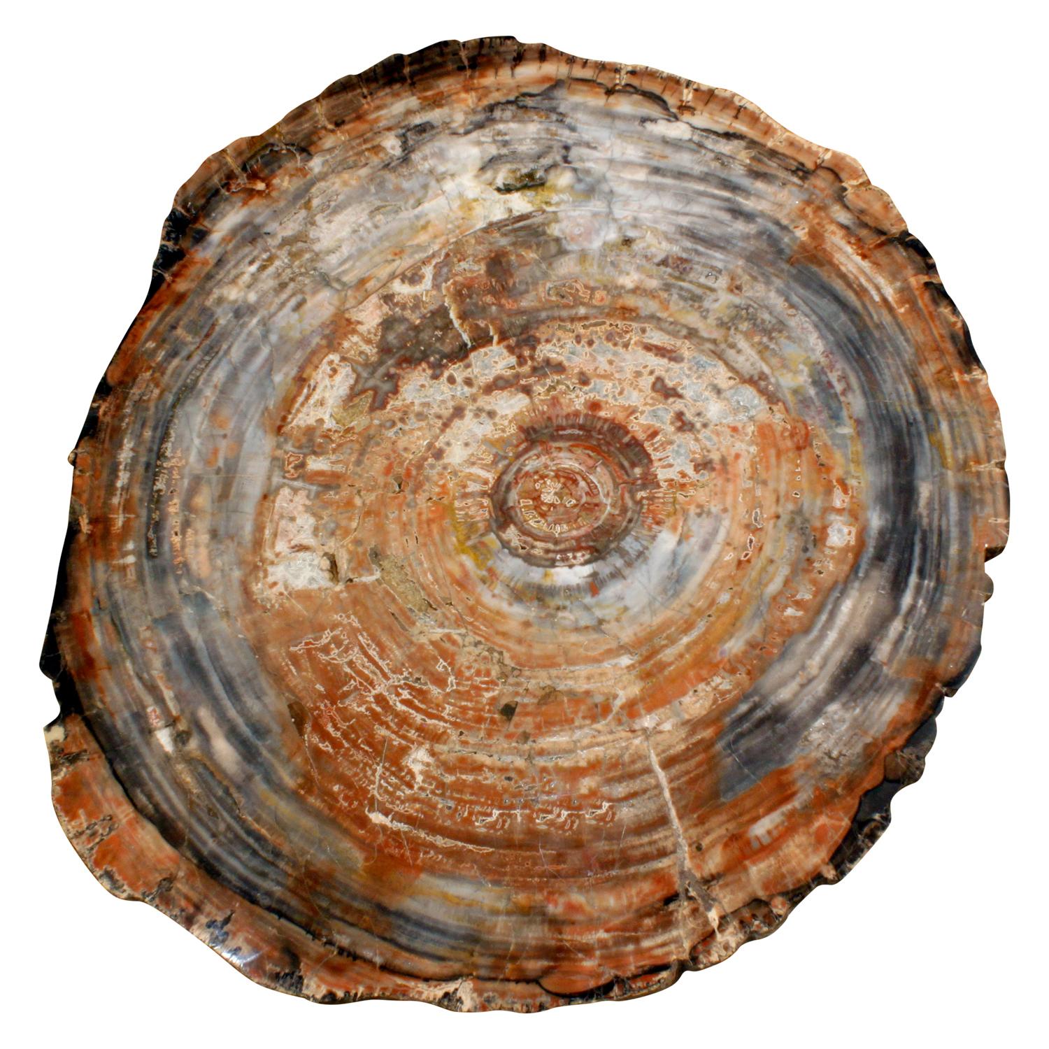 Extraordinary coffee table incorporating a polished fossilized wood top with jewel tones on a black metal base by Ado Chale, Belgium 1960's.  There are hidden castors at the bottom of the legs so it is easy to move.  This can be used as a coffee