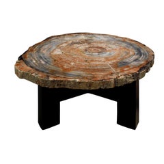 Ado Chale Rare Fossilized Wood Top Coffee Table, 1960s