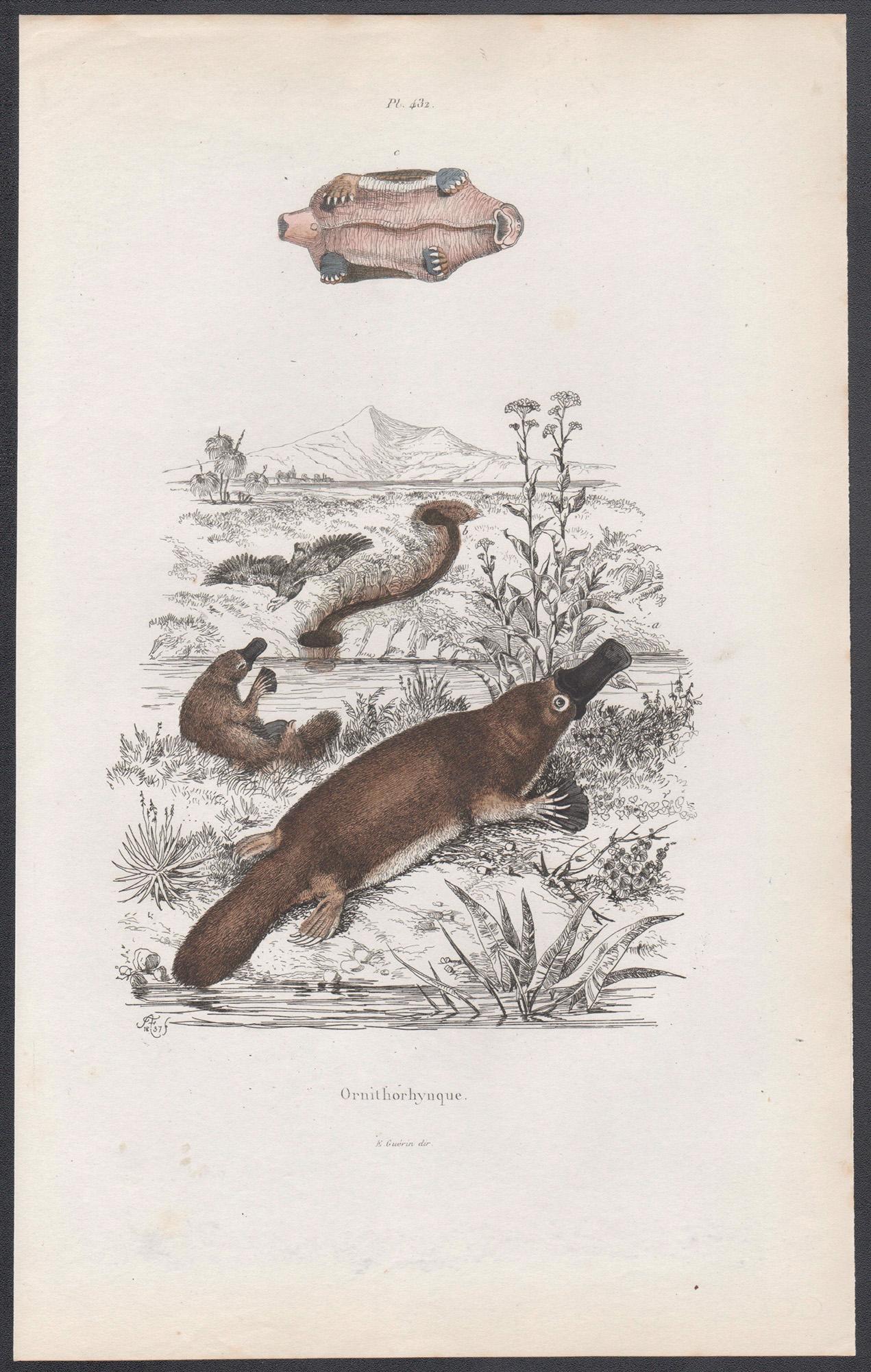Ornithorhynque (Platypus), Australian animal monotreme engraving, 1837 - Print by Adolph Fries