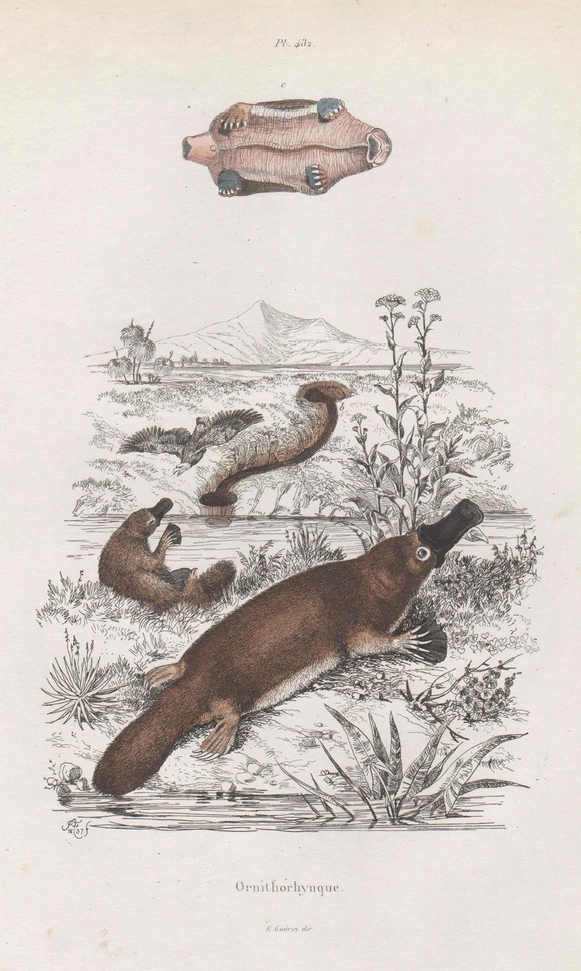Adolph Fries Animal Print - Ornithorhynque (Platypus), Australian animal monotreme engraving, 1837