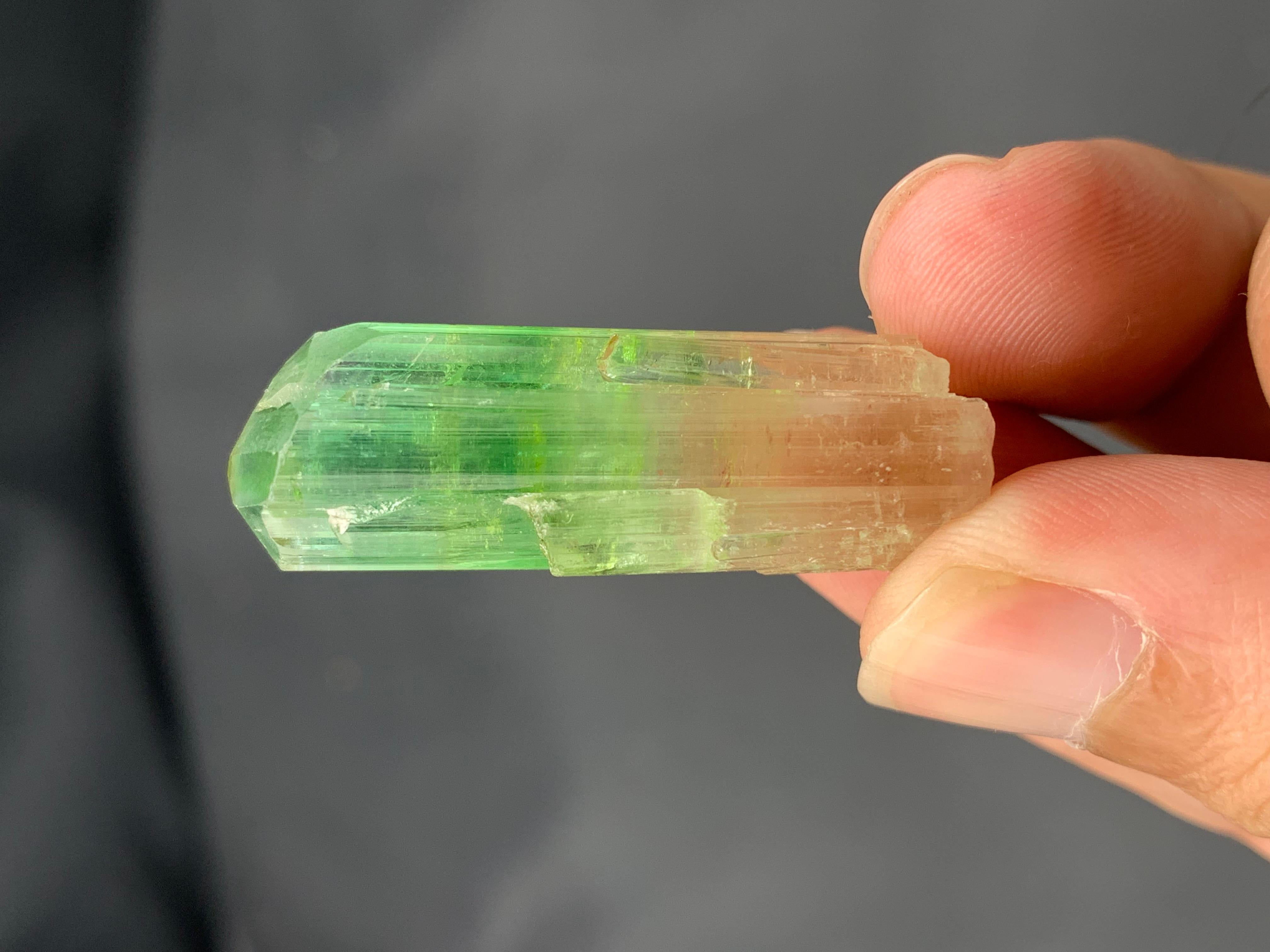 Verschnörkelter 16,77 Gramm natürlicher bifarbiger Turmalinkristall aus Afghanistan (Adamstil) im Angebot