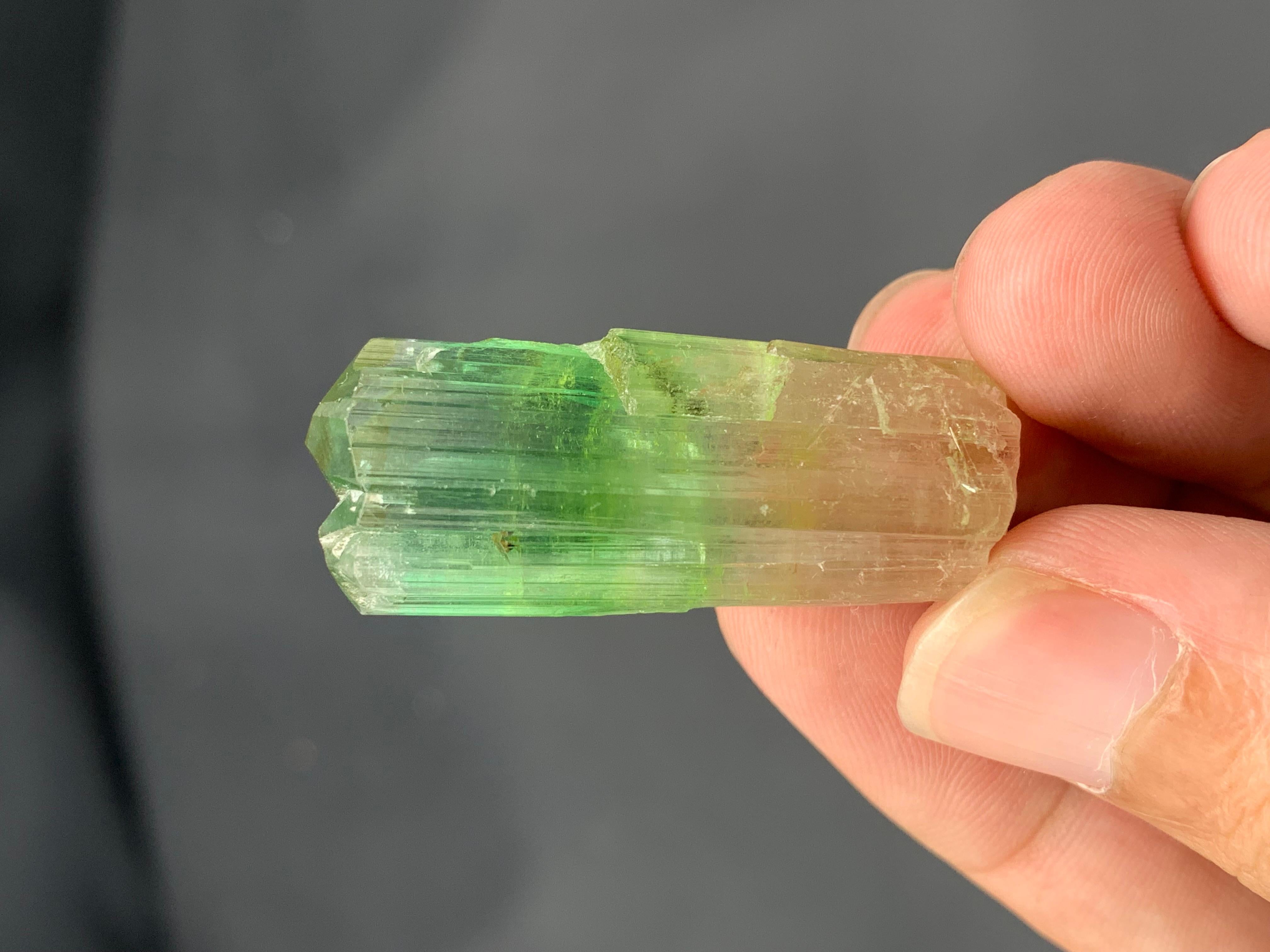 Verschnörkelter 16,77 Gramm natürlicher bifarbiger Turmalinkristall aus Afghanistan im Zustand „Hervorragend“ im Angebot in Peshawar, PK