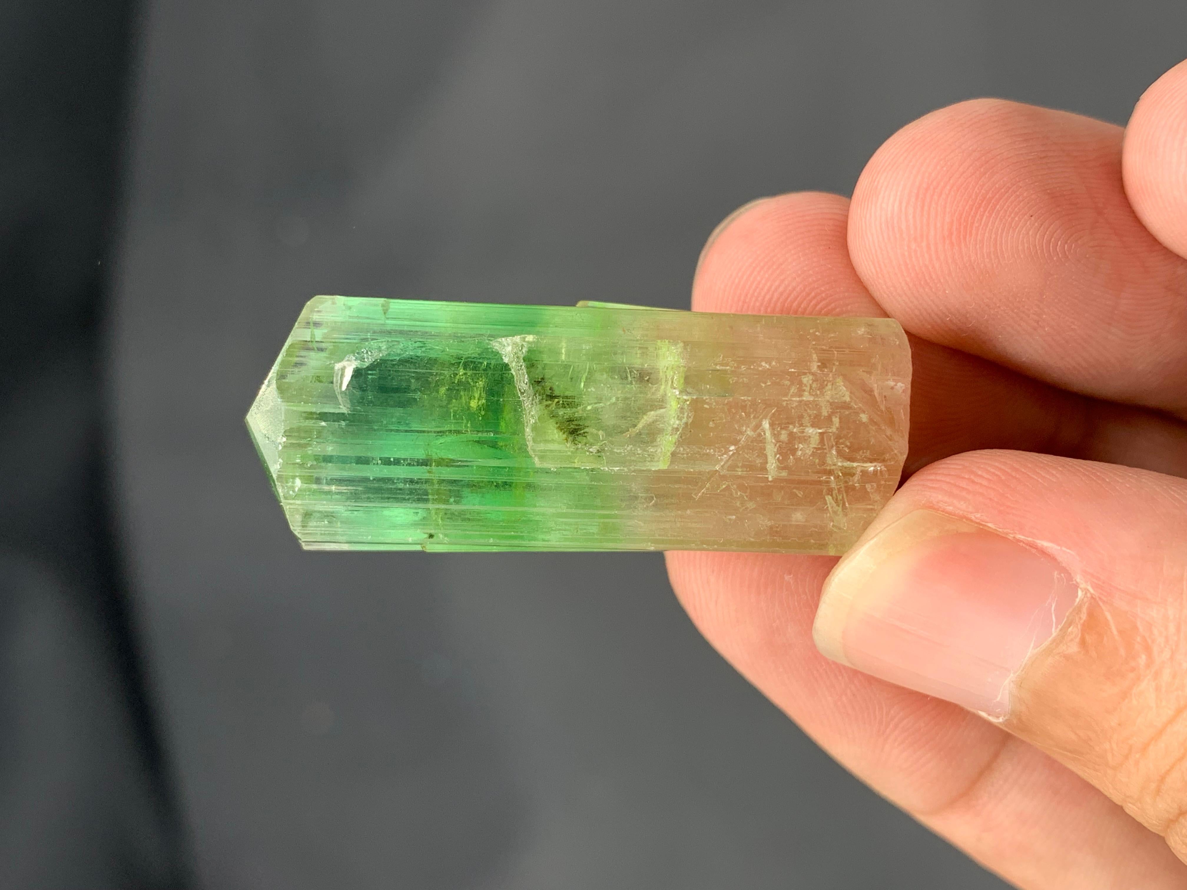 Verschnörkelter 16,77 Gramm natürlicher bifarbiger Turmalinkristall aus Afghanistan (21. Jahrhundert und zeitgenössisch) im Angebot