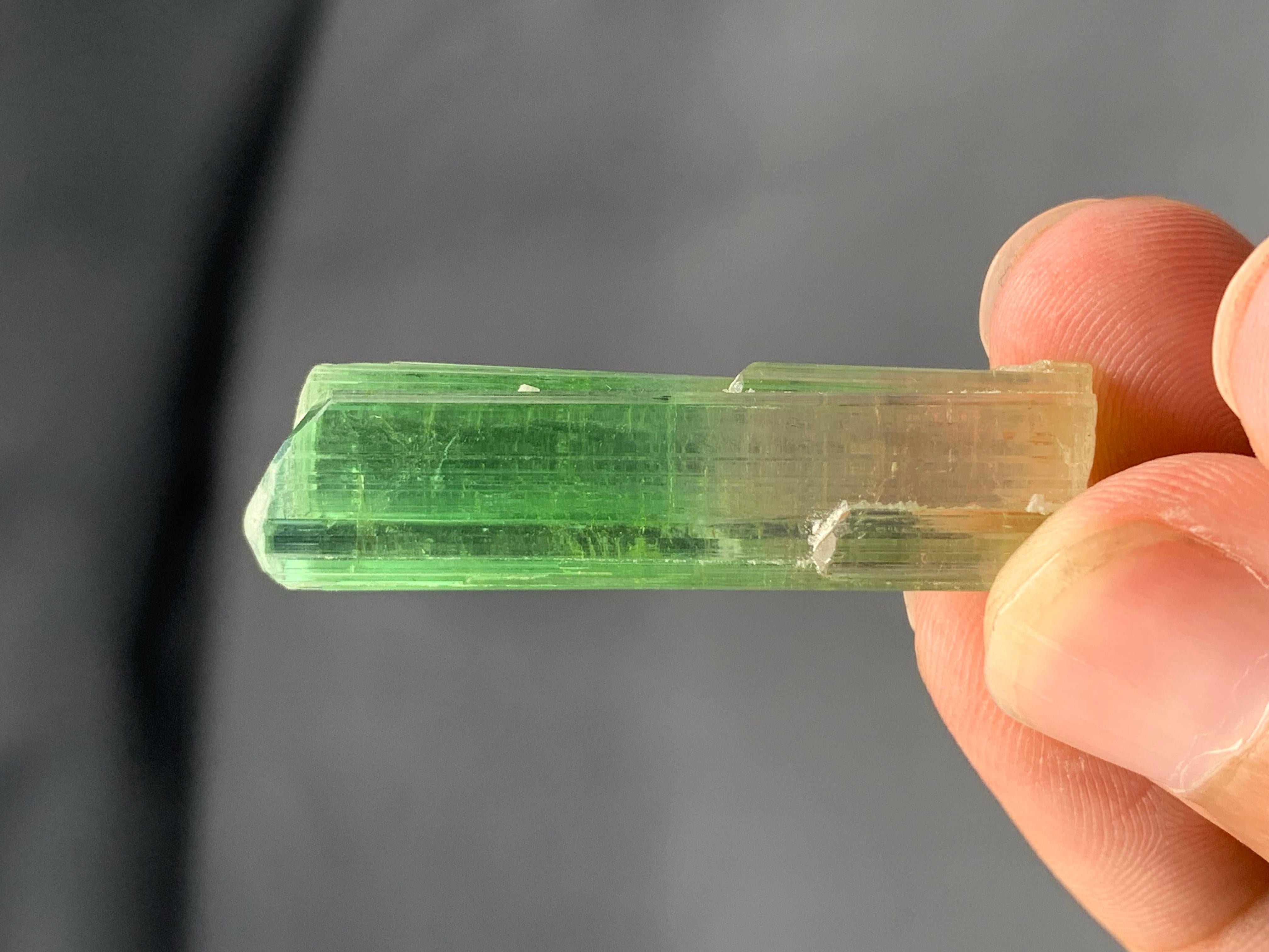 Verschnörkelter natürlicher bifarbiger Turmalinkristall aus der Paprook-Mine, Afghanistan im Angebot 4