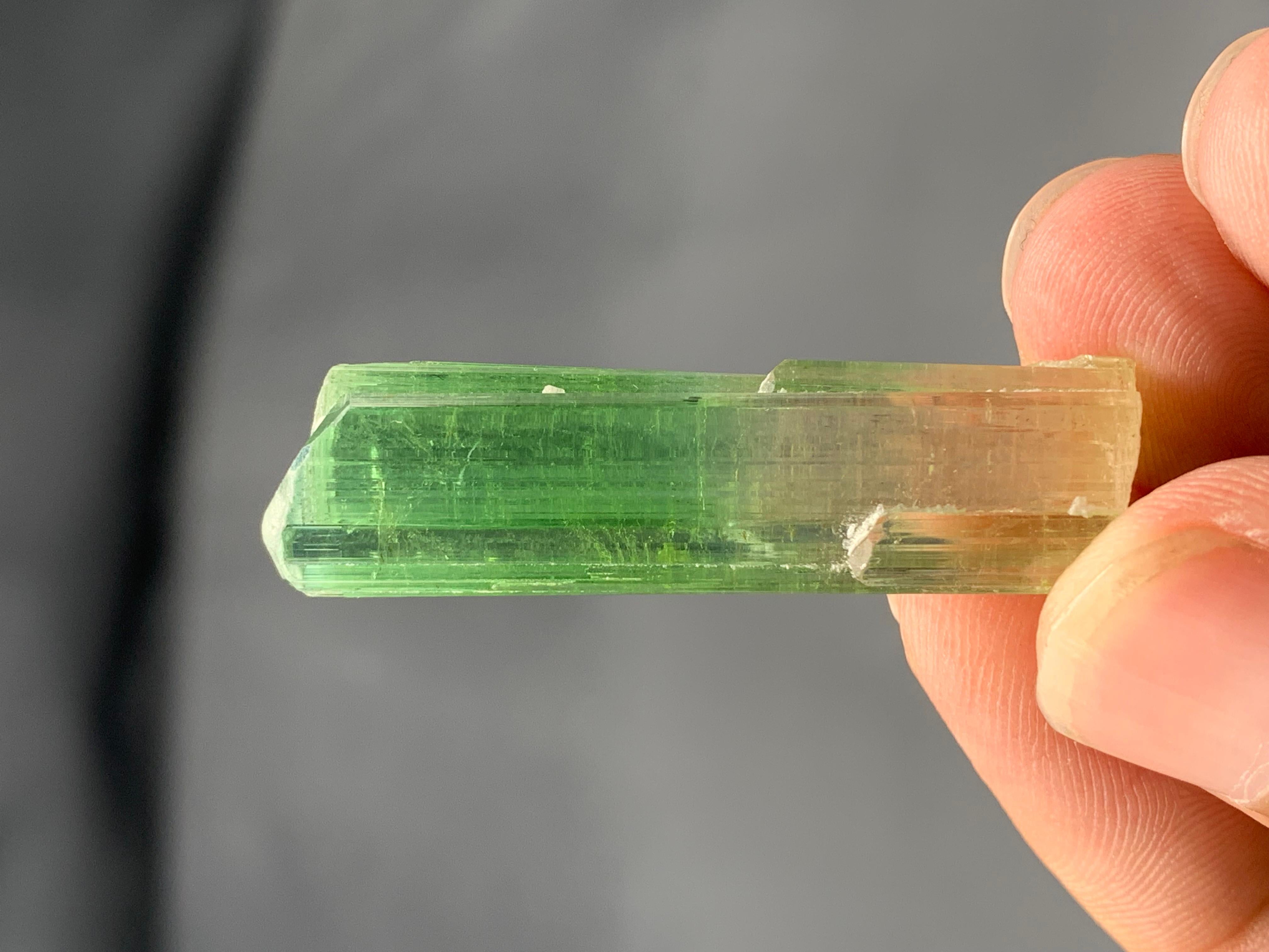 Verschnörkelter natürlicher bifarbiger Turmalinkristall aus der Paprook-Mine, Afghanistan im Angebot 5