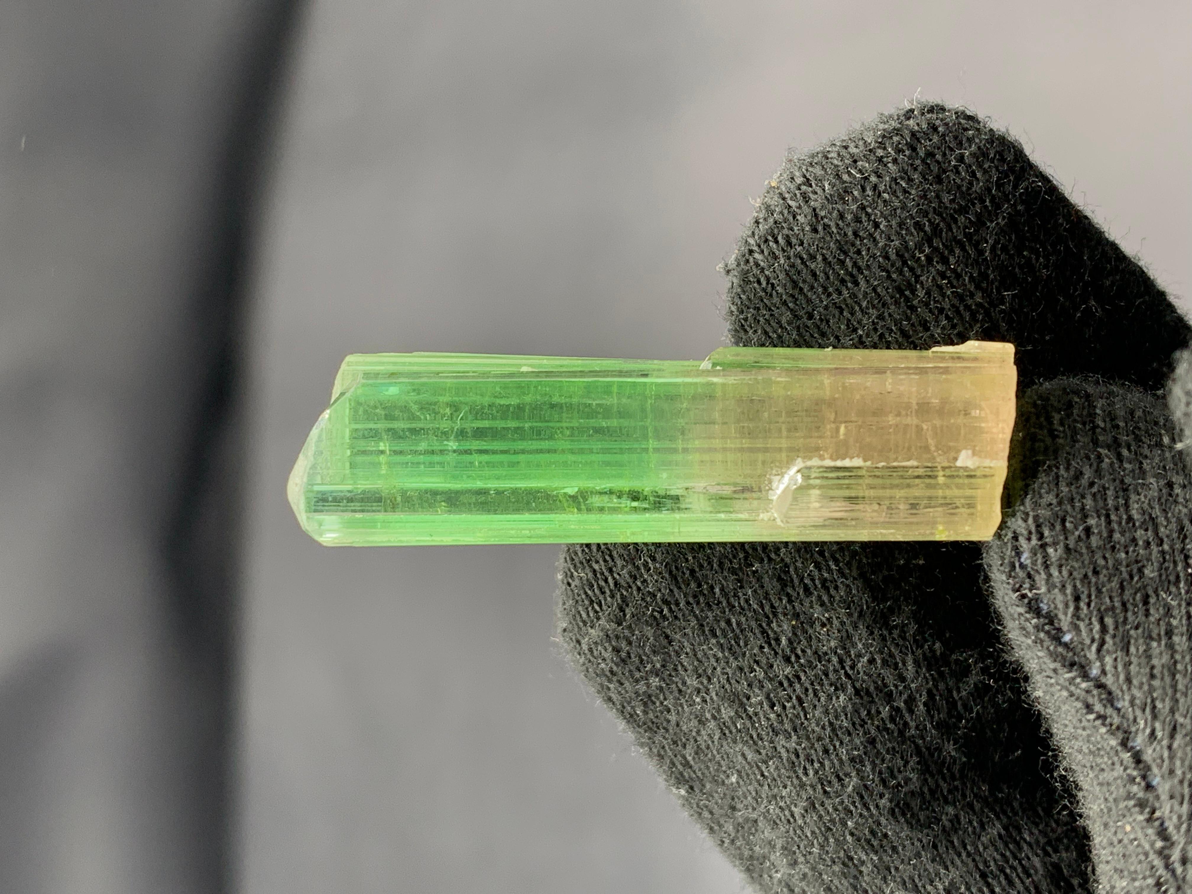 Verschnörkelter natürlicher bifarbiger Turmalinkristall aus der Paprook-Mine, Afghanistan (Adamstil) im Angebot