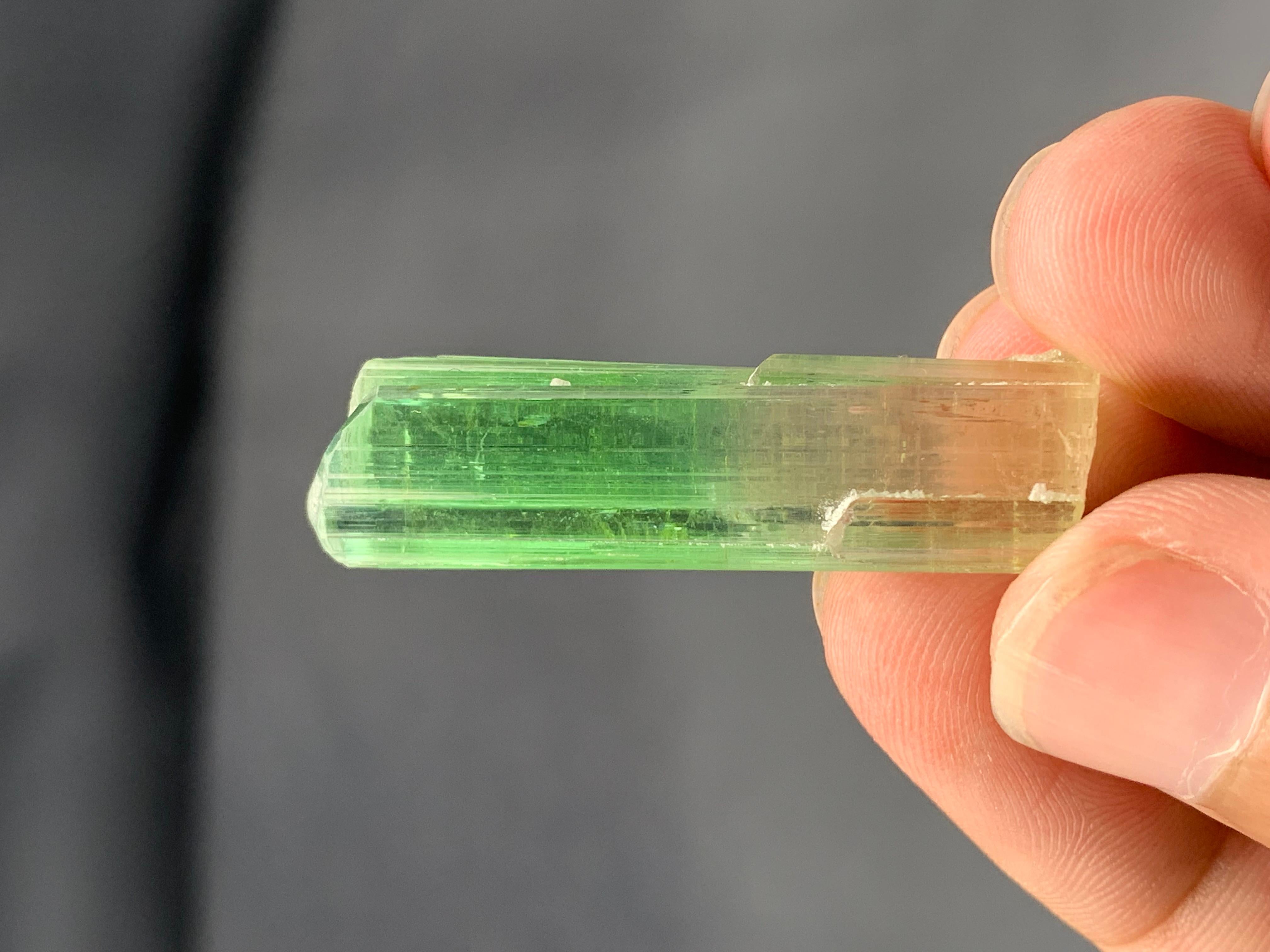 Verschnörkelter natürlicher bifarbiger Turmalinkristall aus der Paprook-Mine, Afghanistan (Afghanisch) im Angebot