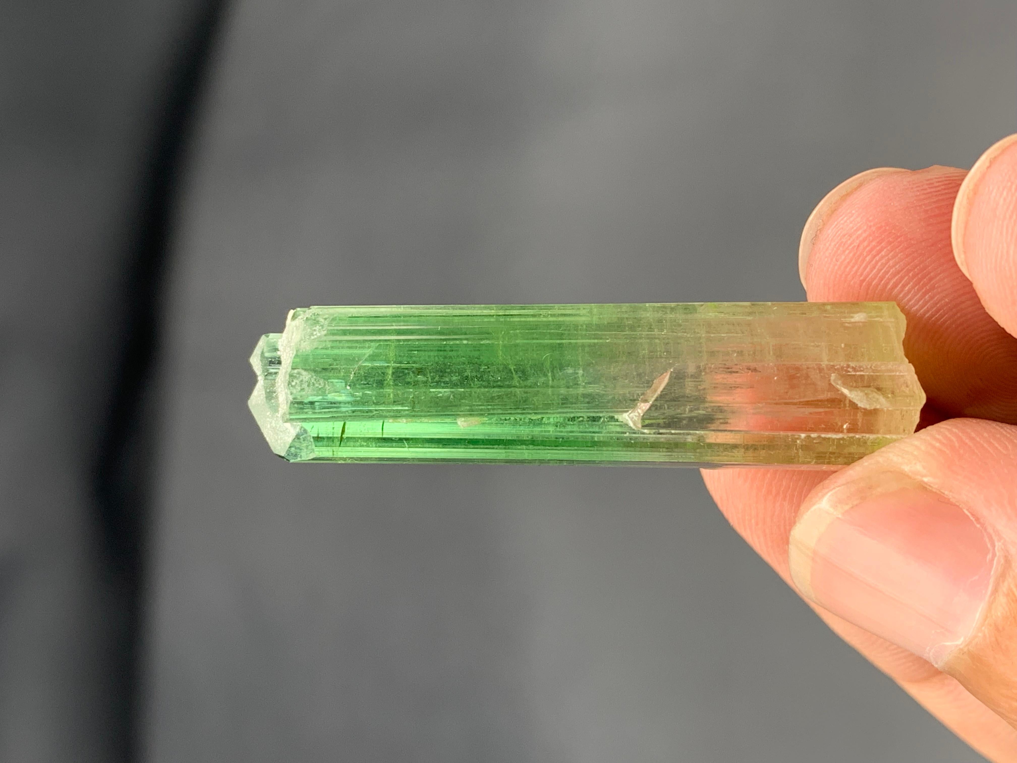 Verschnörkelter natürlicher bifarbiger Turmalinkristall aus der Paprook-Mine, Afghanistan im Zustand „Gut“ im Angebot in Peshawar, PK