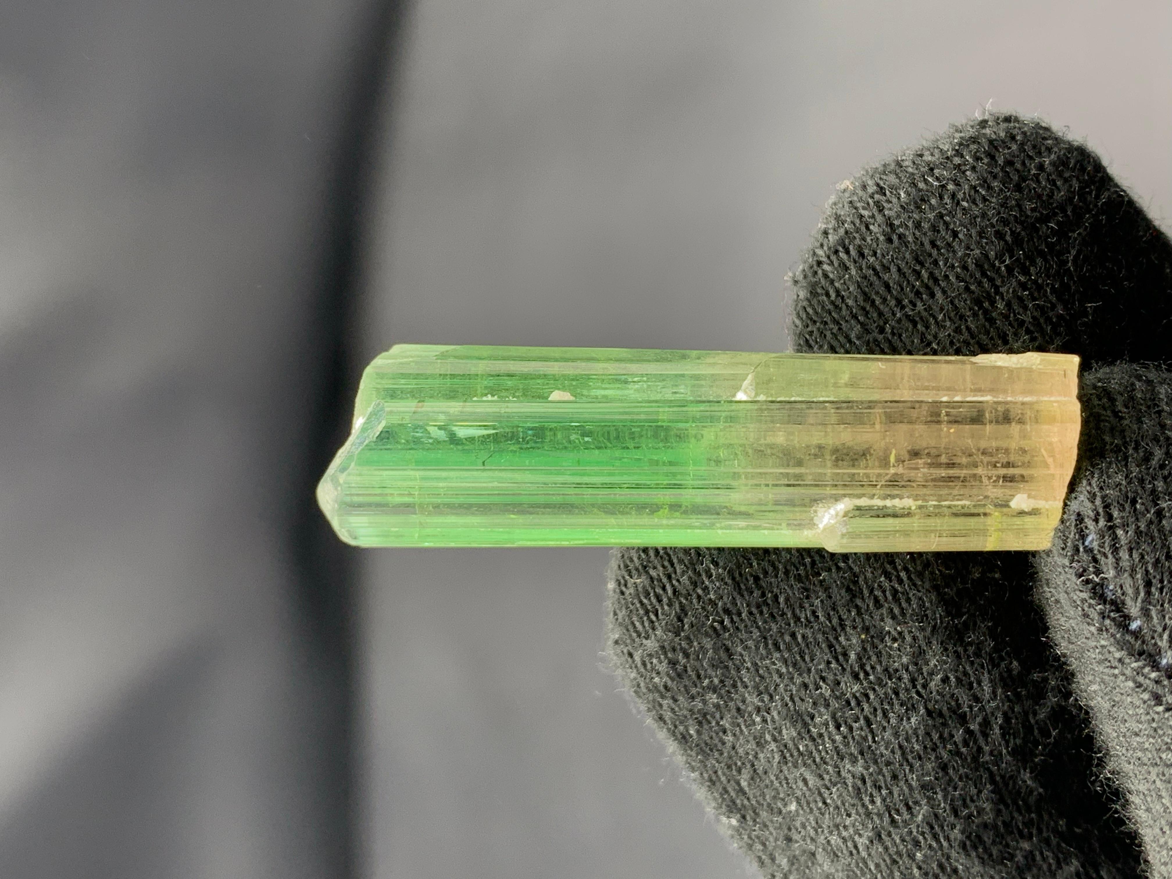 Verschnörkelter natürlicher bifarbiger Turmalinkristall aus der Paprook-Mine, Afghanistan (21. Jahrhundert und zeitgenössisch) im Angebot