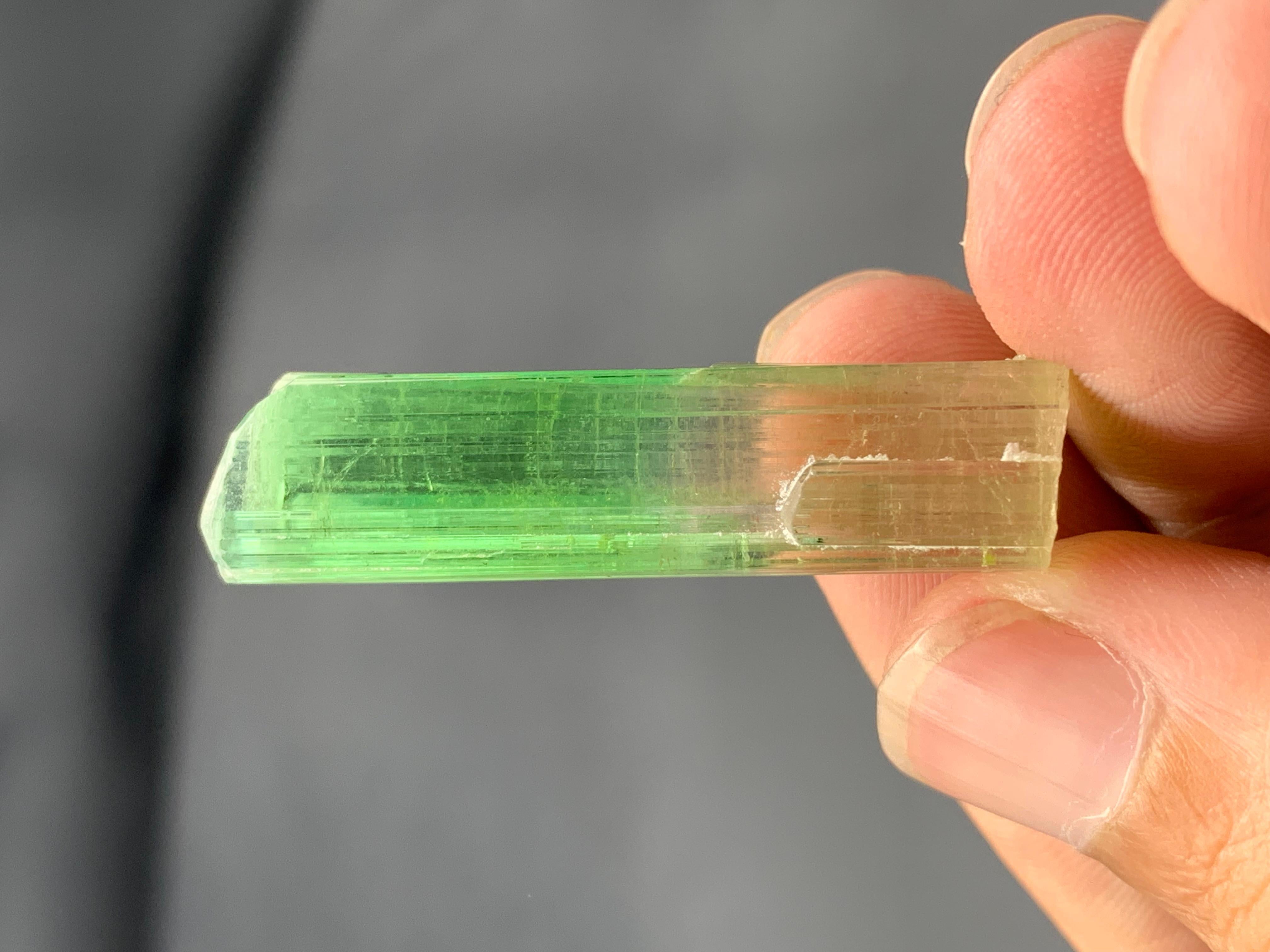 Verschnörkelter natürlicher bifarbiger Turmalinkristall aus der Paprook-Mine, Afghanistan im Angebot 1