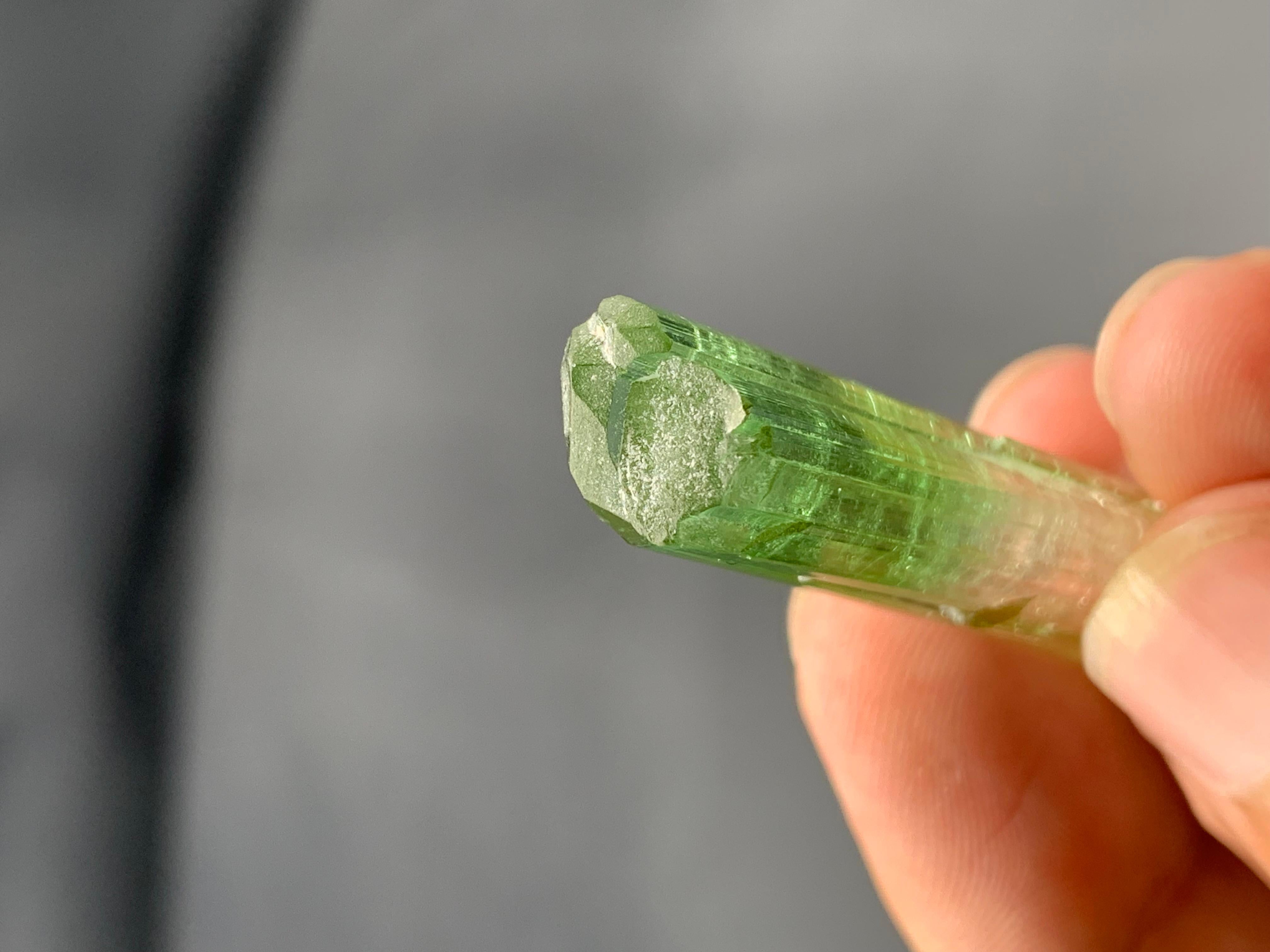 Verschnörkelter natürlicher bifarbiger Turmalinkristall aus der Paprook-Mine, Afghanistan im Angebot 2