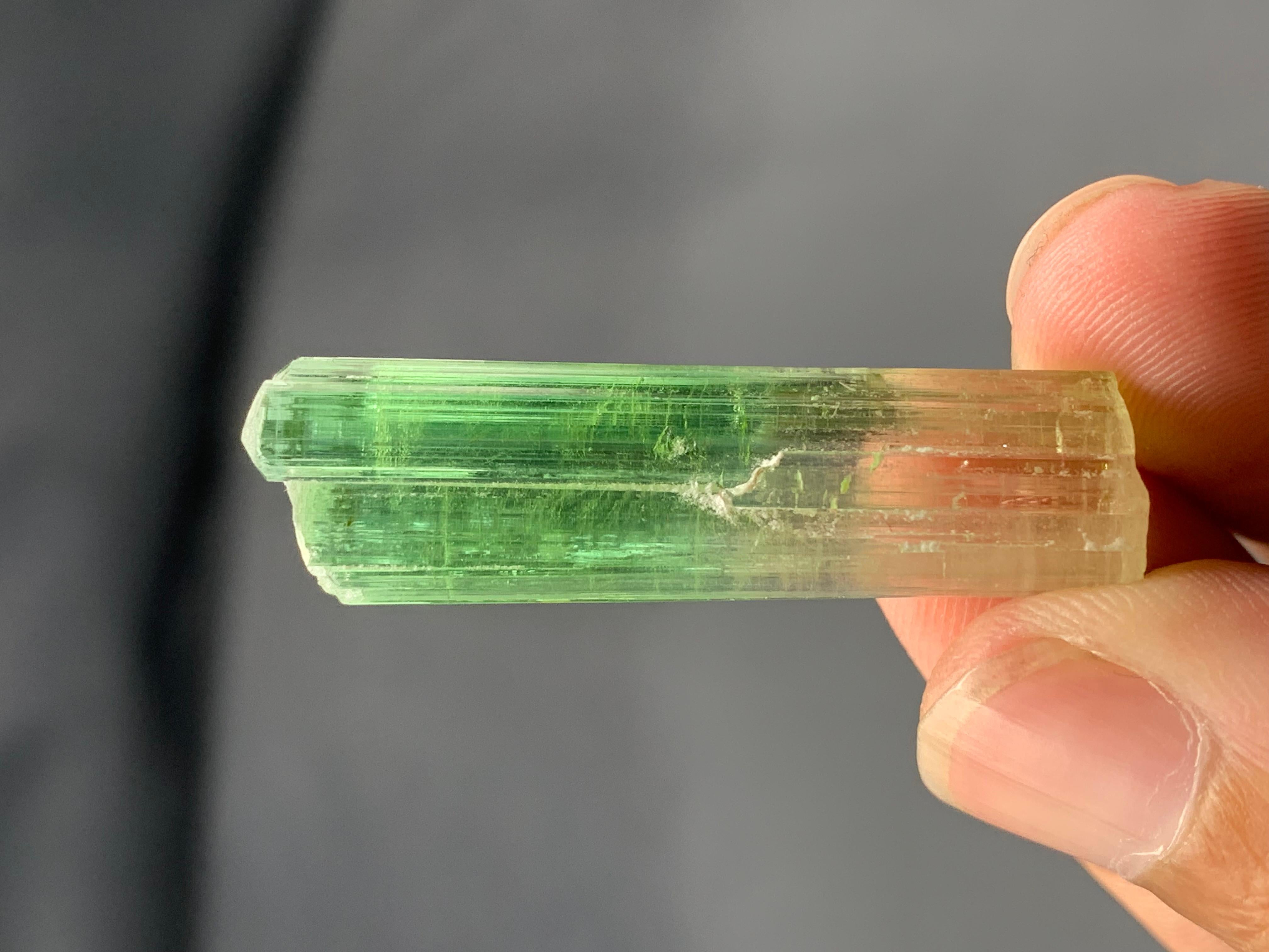 Verschnörkelter natürlicher bifarbiger Turmalinkristall aus der Paprook-Mine, Afghanistan im Angebot 3