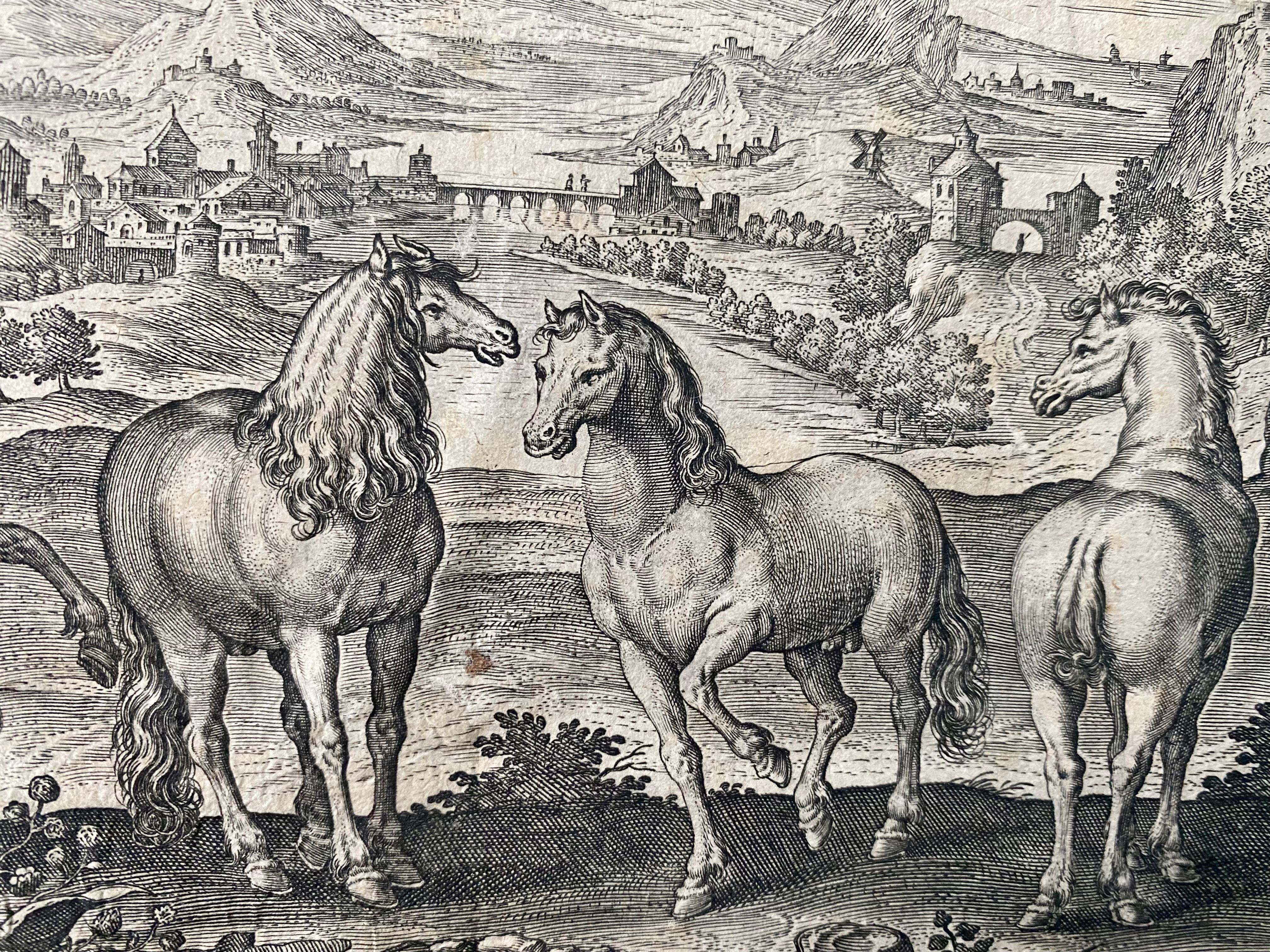 flemish stallions