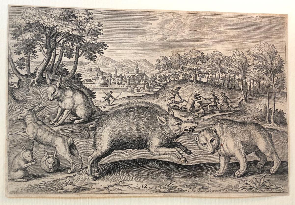 Animal Print de Adriaen Collaert - Un jabalí y un oso, de Animalium Quadrupedum