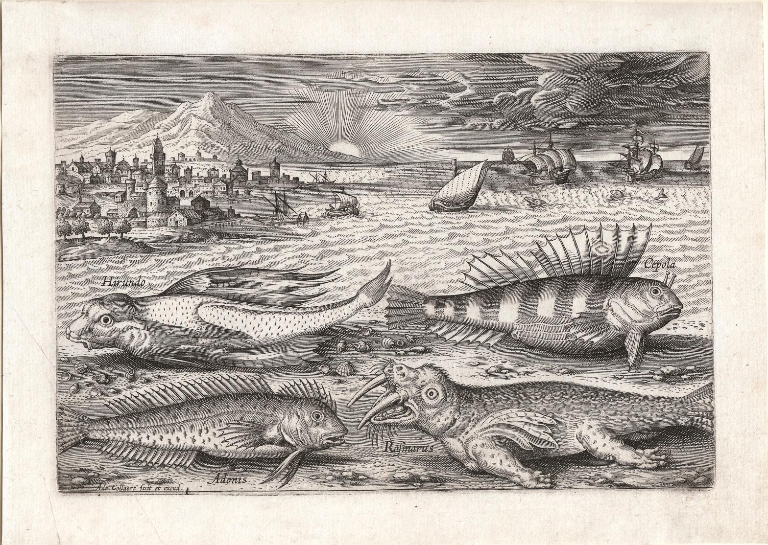 Adriaen Collaert Animal Print - "Piscum Vivae Icones, " Antique Engraving of Fish, Marine Creatures, Seascape