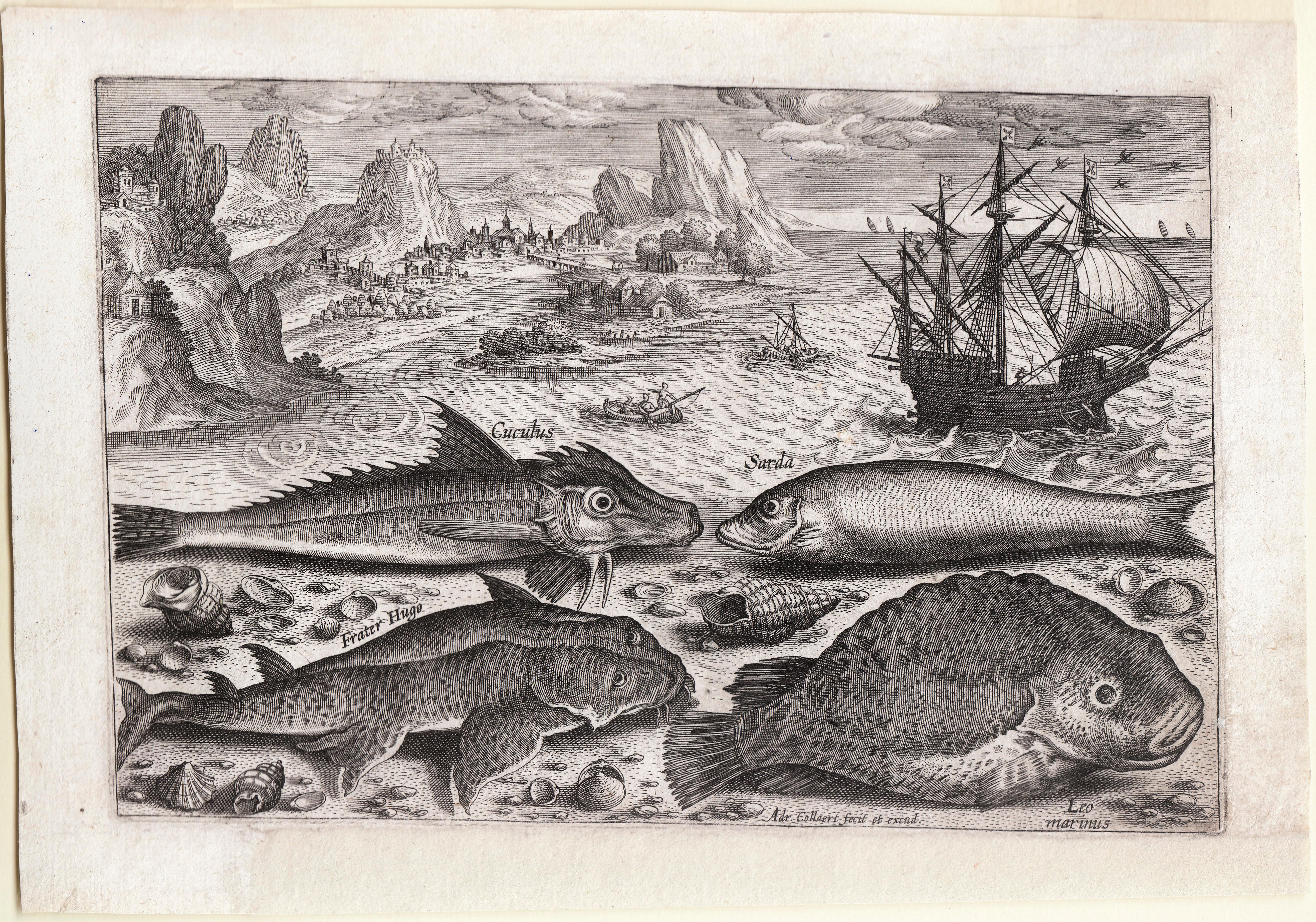 Adriaen Collaert Animal Print - "Piscum Vivae Icones, " Antique Engraving of Fish, Seascape