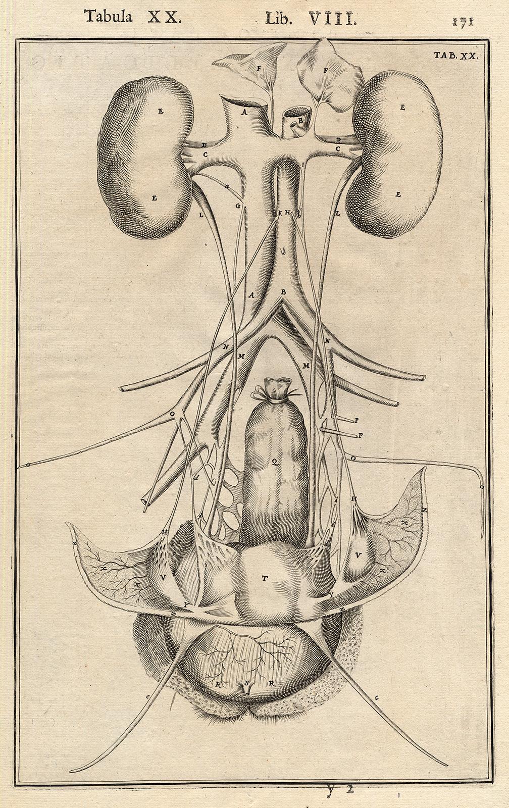 2 anatomical prints - Female organs by Spigelius - Engraving - 17th century - Print by Adrianus Spigelius