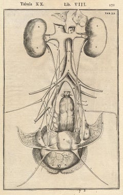 2 anatomical prints - Female organs by Spigelius - Engraving - 17th century