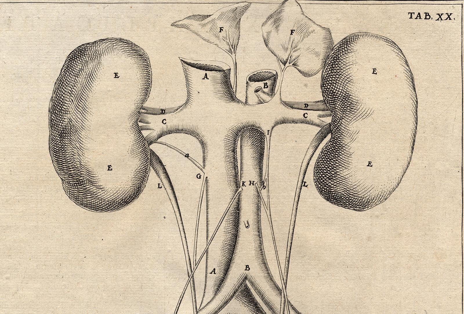 2 anatomical prints - Female organs by Spigelius - Engraving - 17th century - Old Masters Print by Adrianus Spigelius