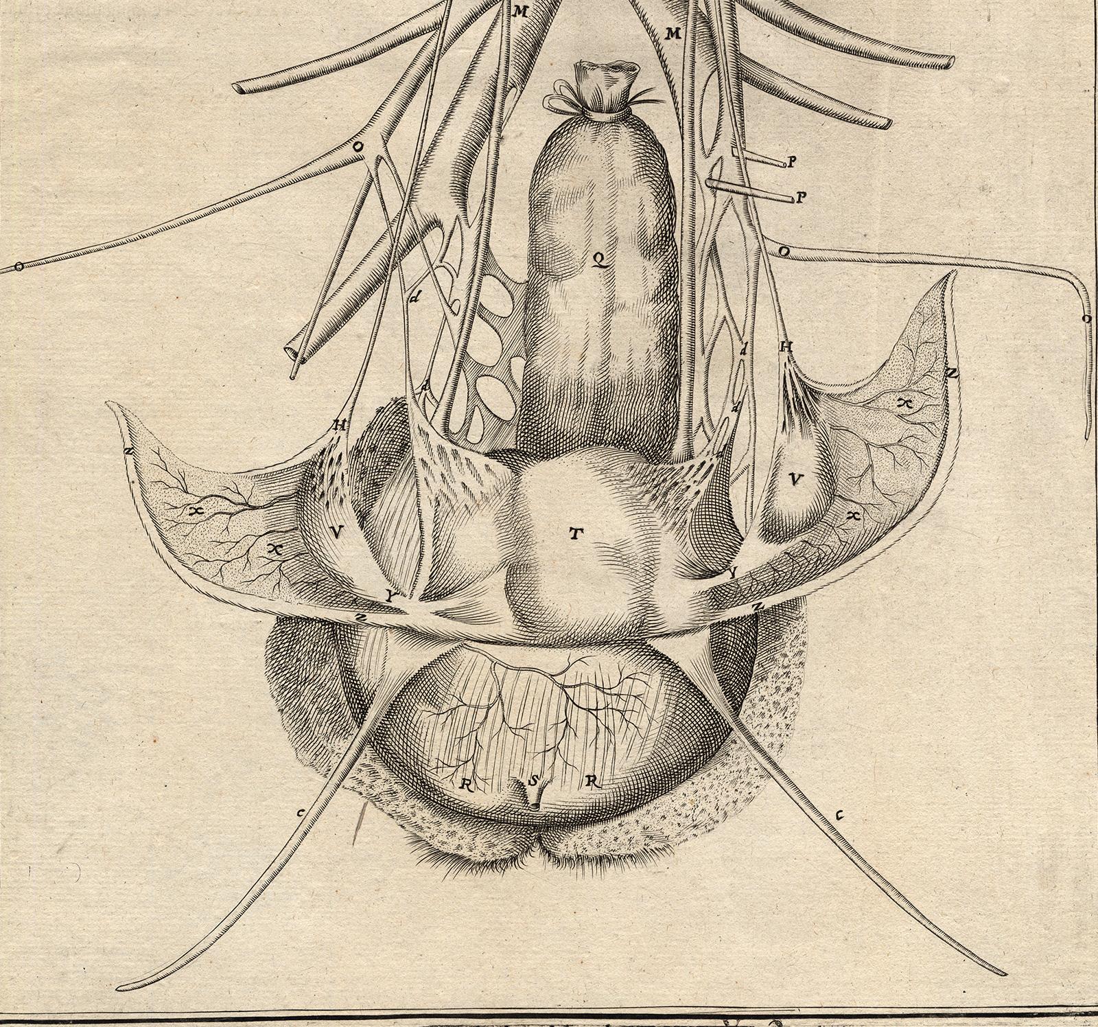 2 anatomical prints - Female organs by Spigelius - Engraving - 17th century - Beige Print by Adrianus Spigelius