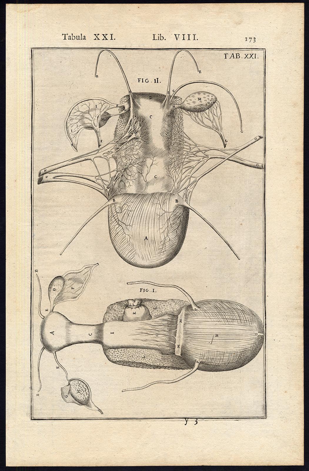 Subject: Very rare anatomical print. Plate, Lib. VIII, Tab. XX-XXI. Set of 2 plates, showing the female organs kidneys, bladder, spleen and womb. As the key to this plate(s) is on the rear of previous plate, as issued, a copy of this key  is