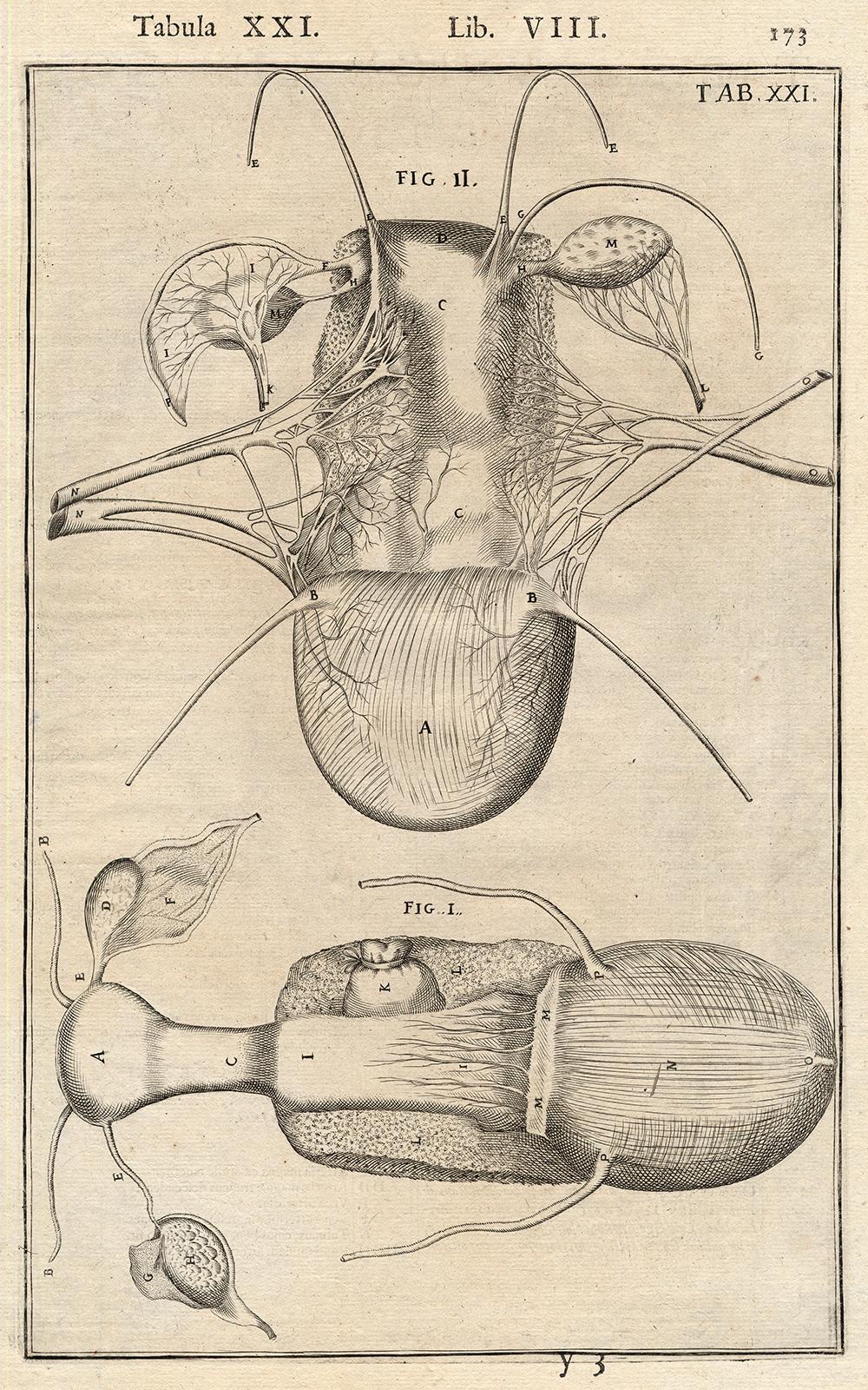 2 anatomical prints - Female organs by Spigelius - Engraving - 17th century For Sale 1