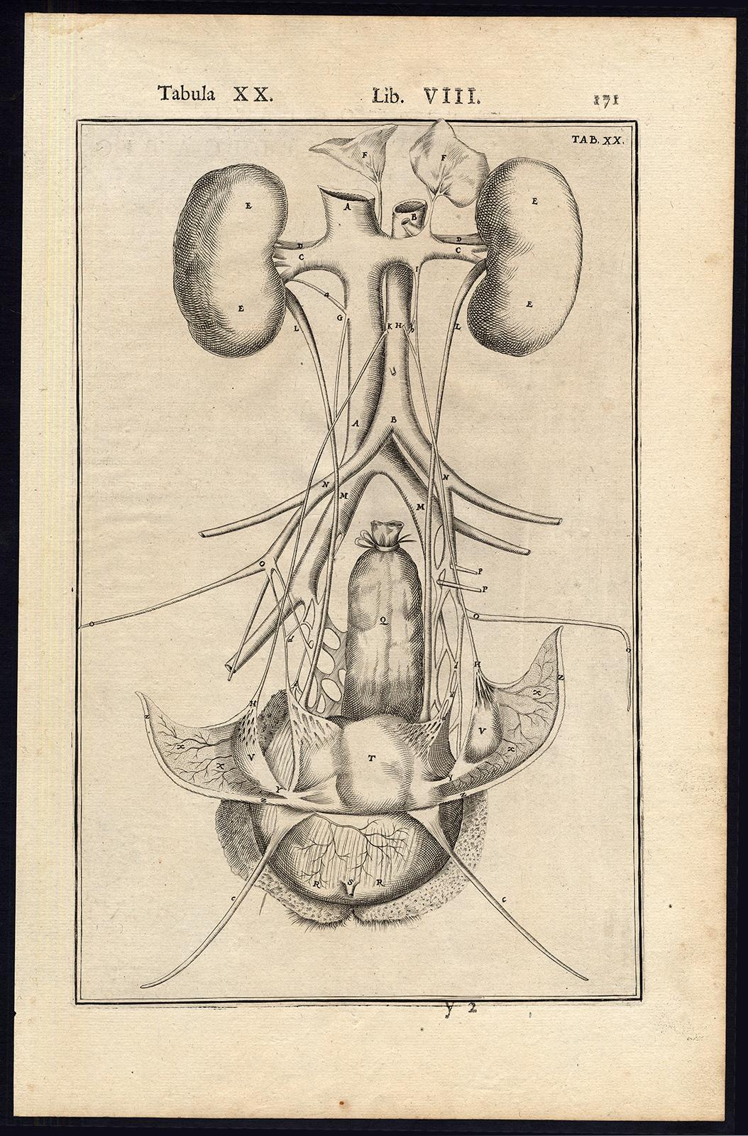 Adrianus Spigelius Print - 2 anatomical prints - Female organs by Spigelius - Engraving - 17th century