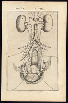 Used 2 anatomical prints - Female organs by Spigelius - Engraving - 17th century