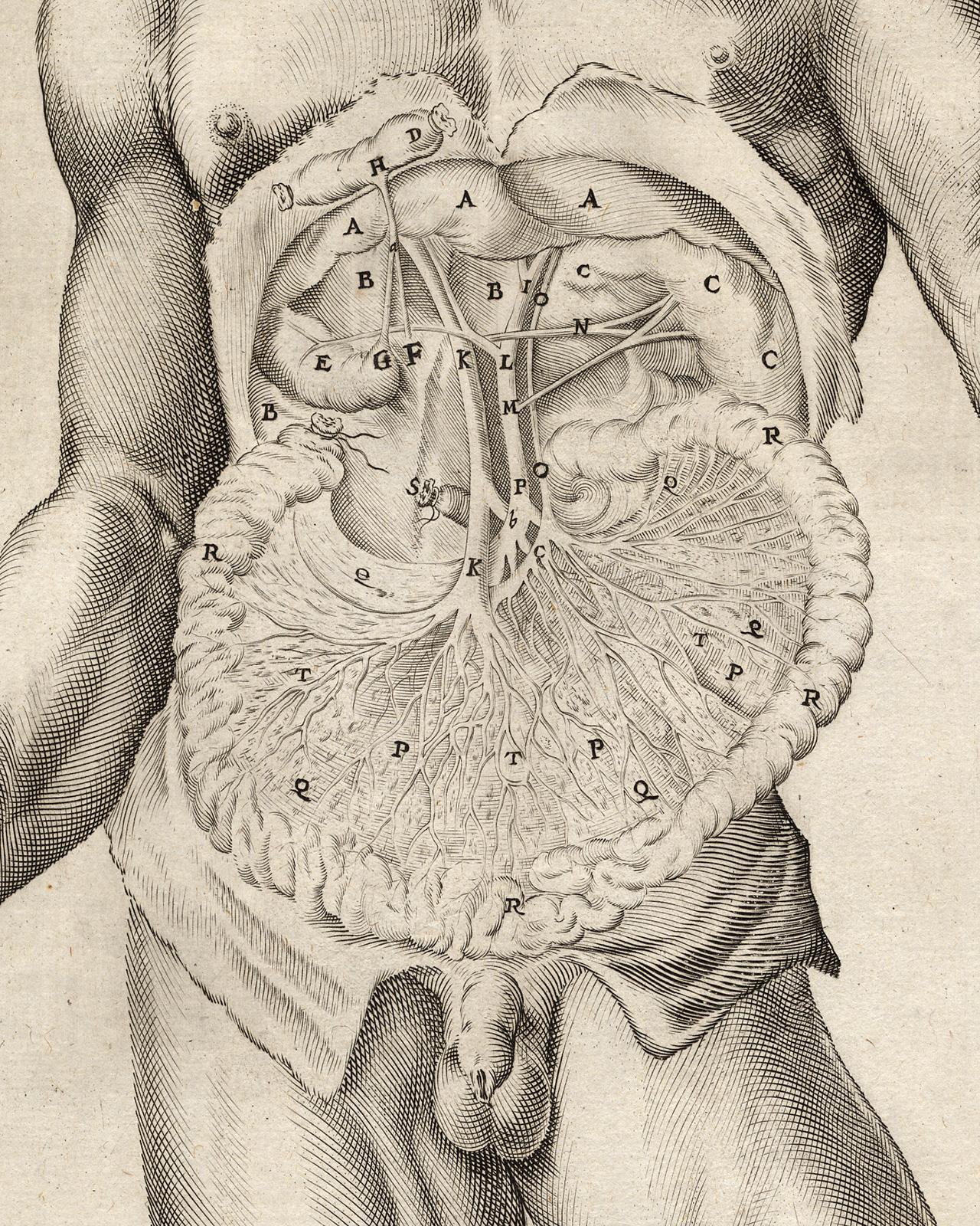 2 anatomical prints - Male abdominal cavity by Spigelius - Engraving - 17th c. For Sale 3
