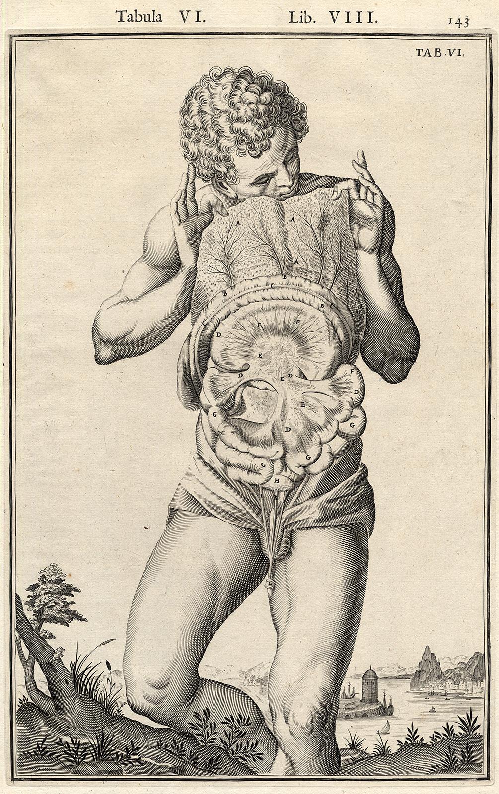 2 anatomical prints - Male abdominal cavity by Spigelius - Engraving - 17th c. - Print by Adrianus Spigelius