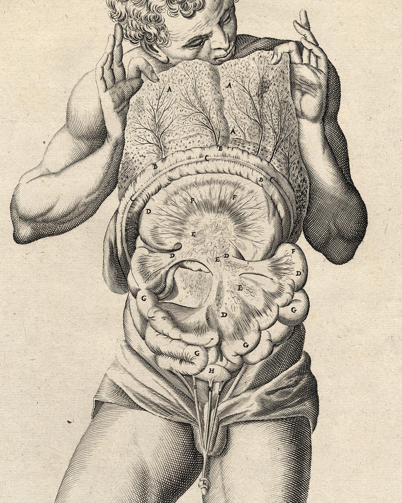 2 anatomical prints - Male abdominal cavity by Spigelius - Engraving - 17th c. - Old Masters Print by Adrianus Spigelius