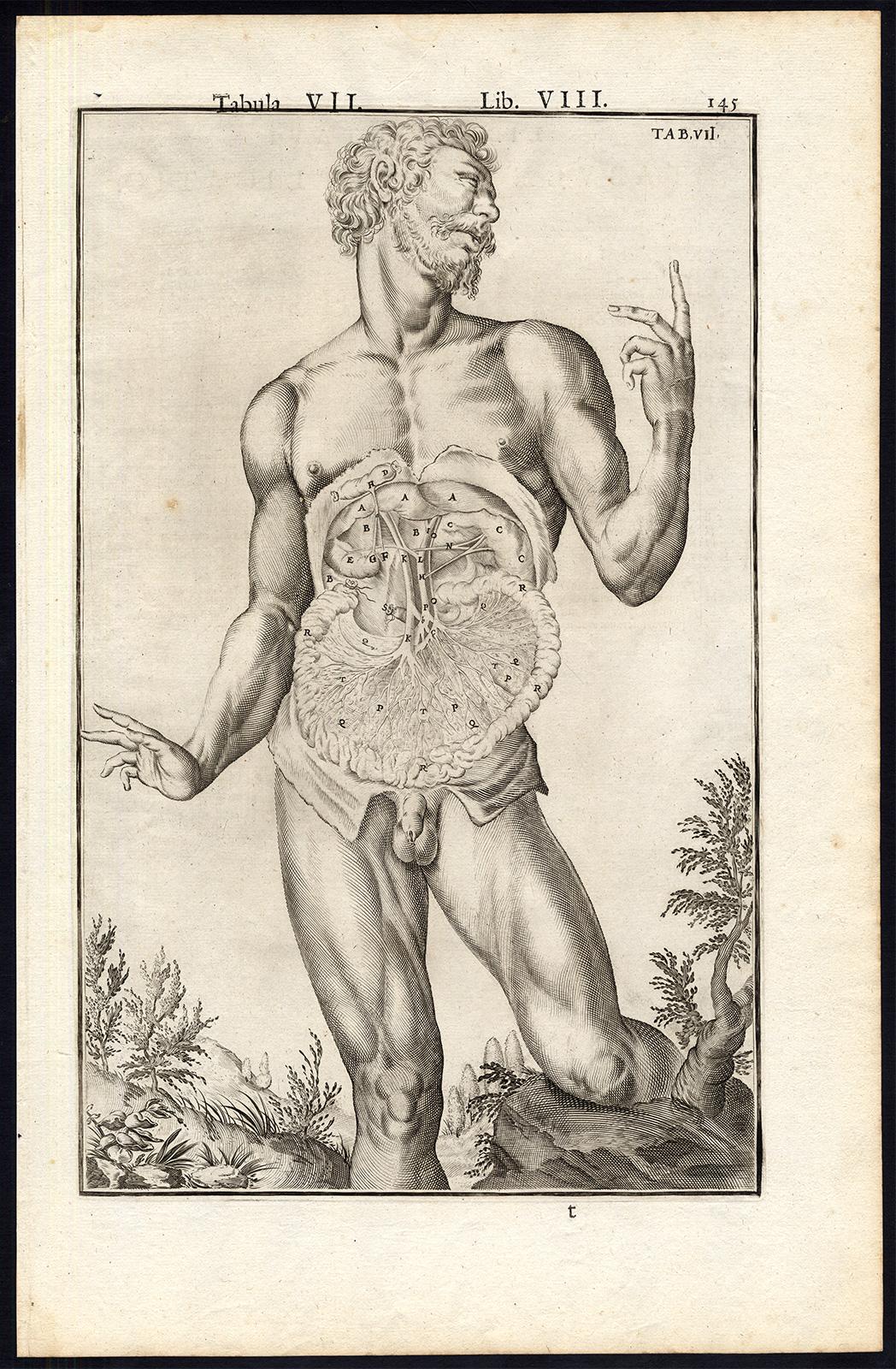 2 anatomical prints - Male abdominal cavity by Spigelius - Engraving - 17th c. - Beige Print by Adrianus Spigelius