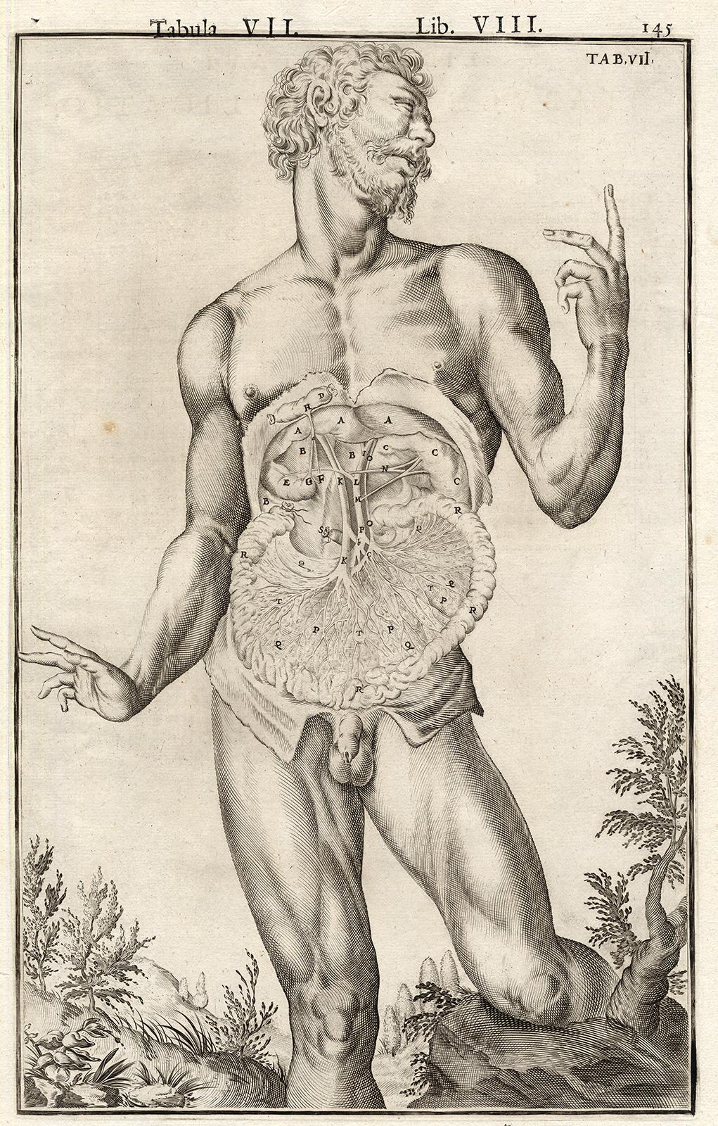 Subject: Very rare anatomical print. Plate, Lib. VIII, Tab. VI-VII. Set of 2 plates, showing portraits of standing naked men from the knee up, showing the abdominal cavity. Both men are depicted against decorated background. As the key to this