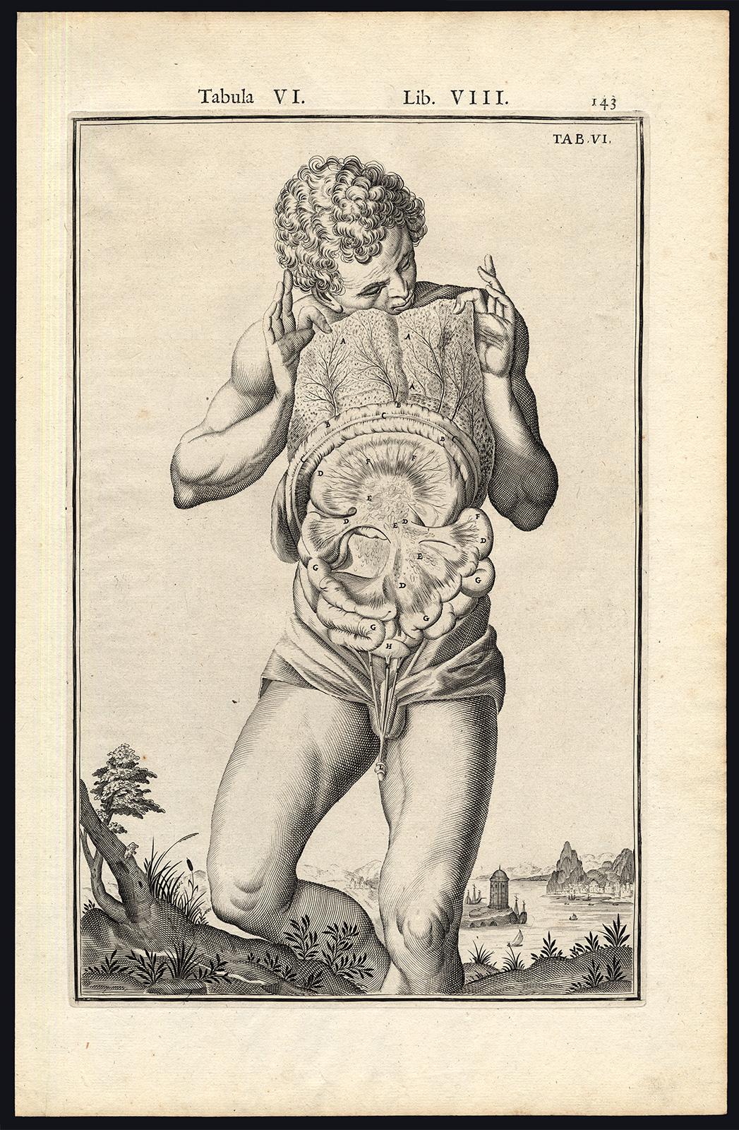 Adrianus Spigelius Print - 2 anatomical prints - Male abdominal cavity by Spigelius - Engraving - 17th c.