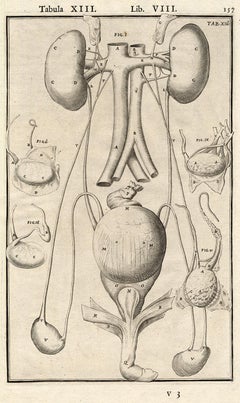 2 anatomical prints - Male organs and penis by Spigelius - Engraving - 17th c.