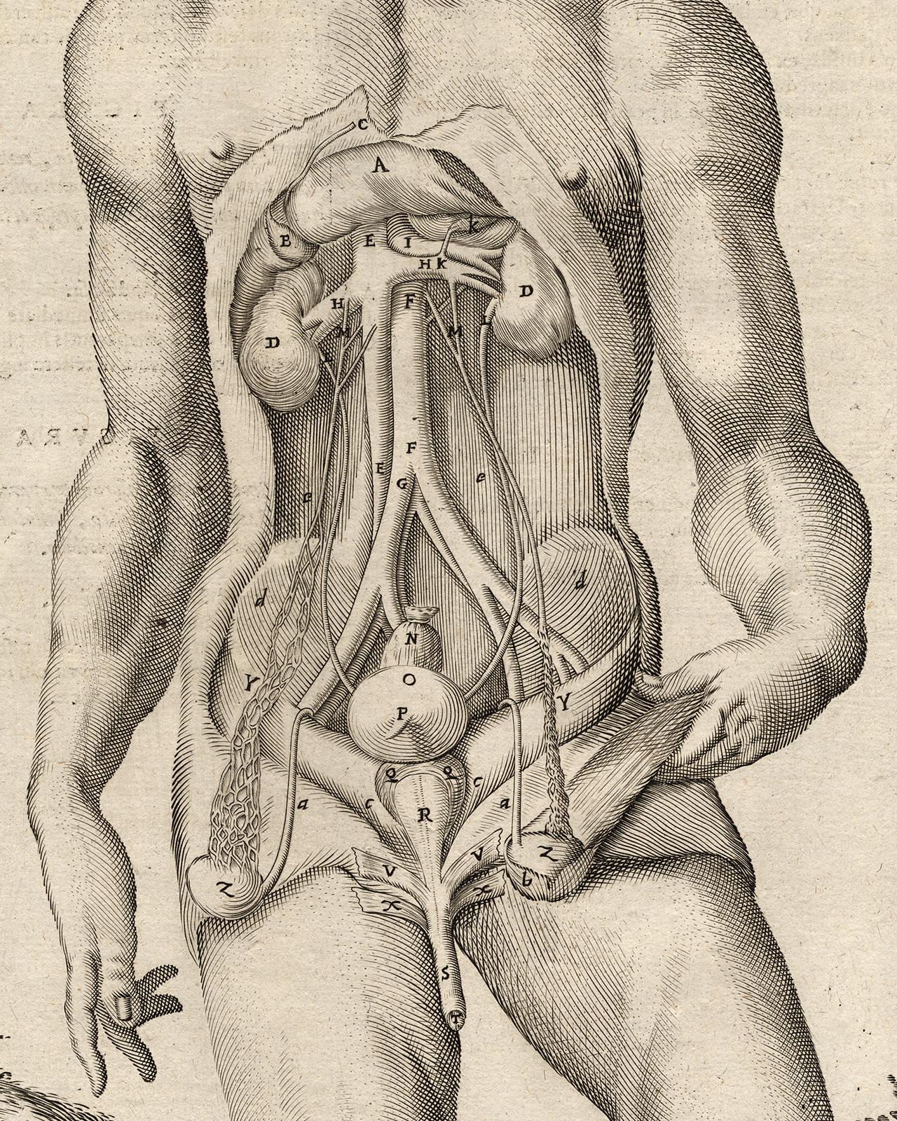 2 anatomical prints - Male organs by Spigelius - Engraving - 17th century For Sale 3