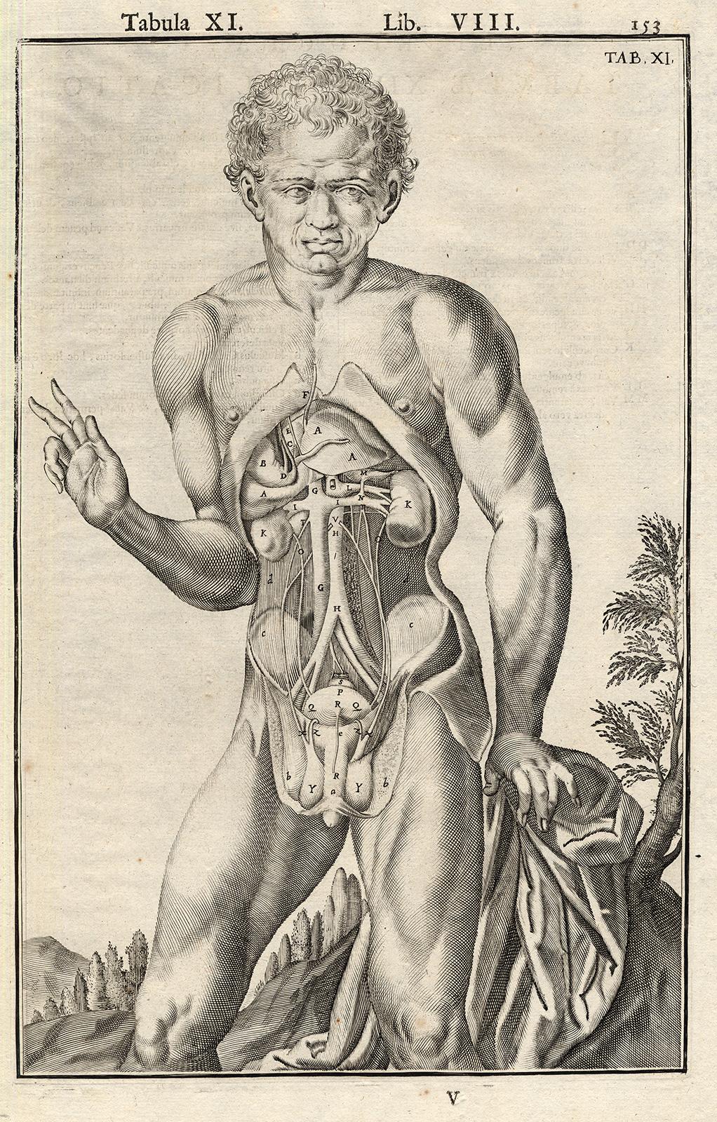2 anatomical prints - Male organs by Spigelius - Engraving - 17th century - Print by Adrianus Spigelius
