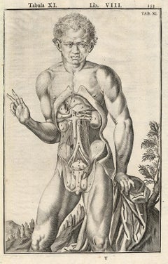 2 estampes anatomiques - Orgues masculins par Spigelius - gravure - 17ème siècle