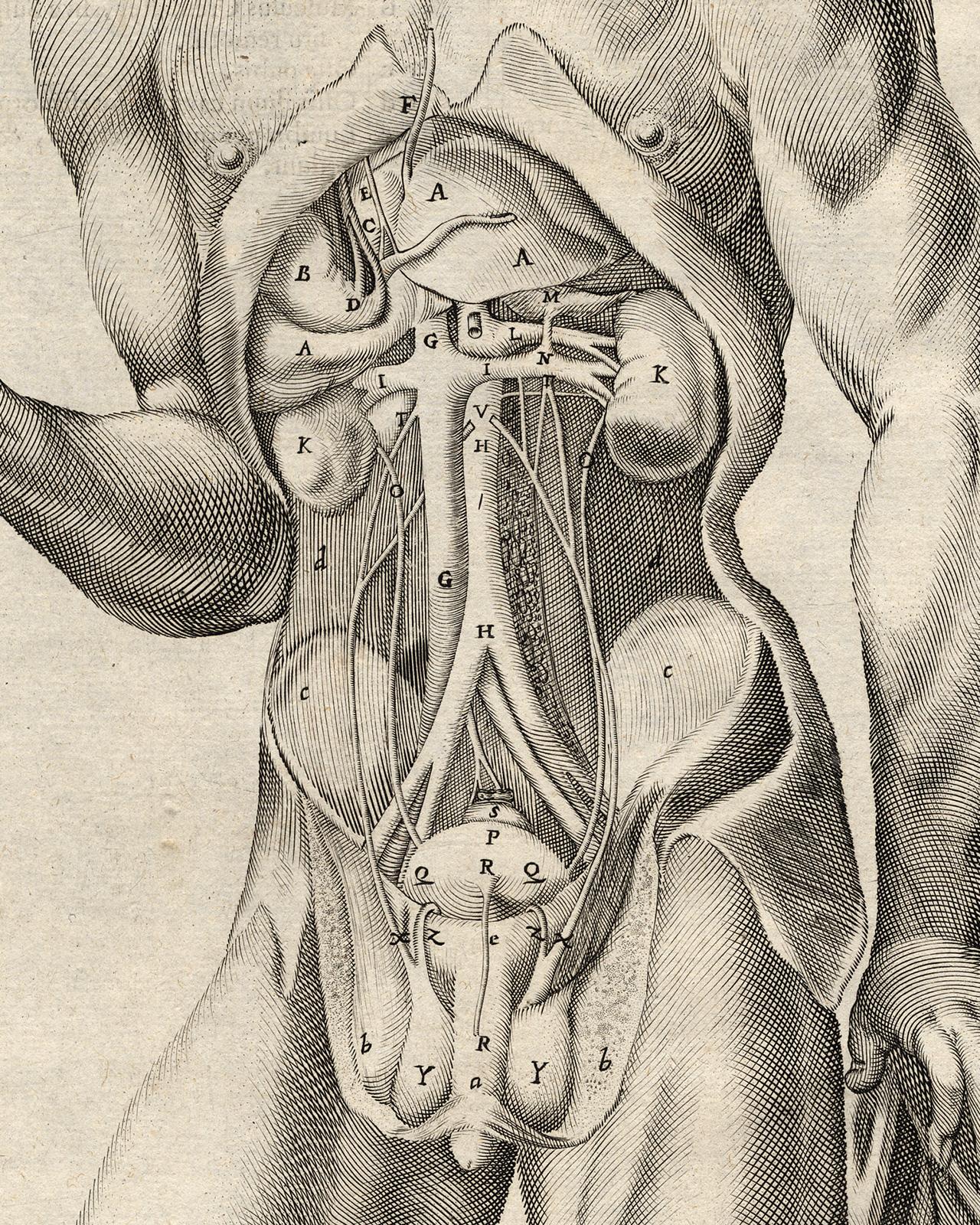 2 anatomical prints - Male organs by Spigelius - Engraving - 17th century - Old Masters Print by Adrianus Spigelius