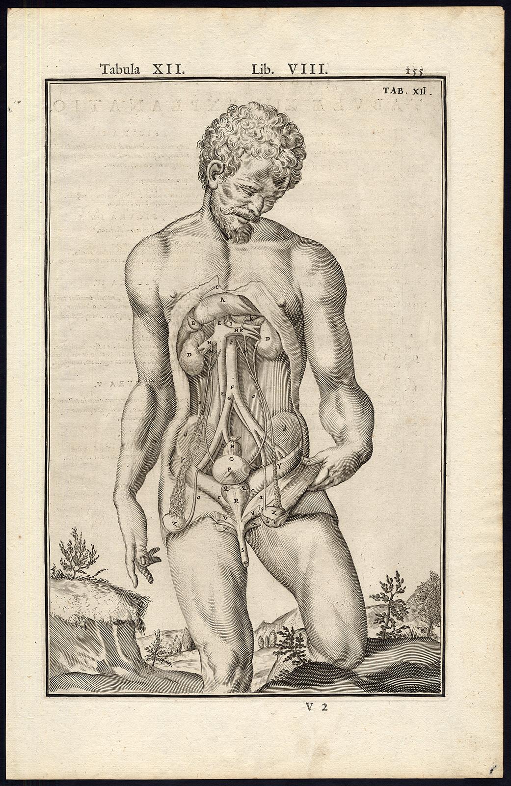 2 anatomical prints - Male organs by Spigelius - Engraving - 17th century - Beige Print by Adrianus Spigelius