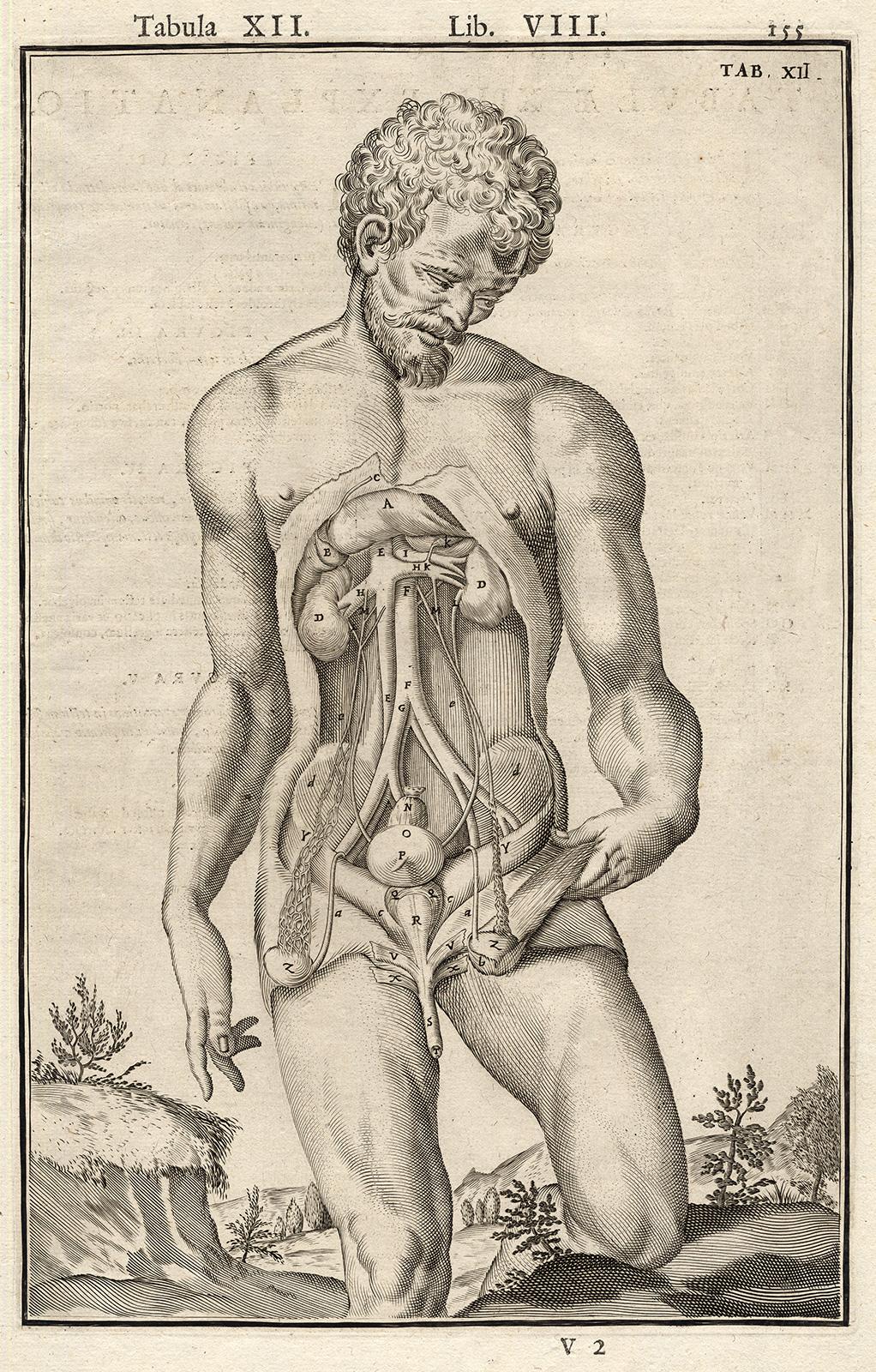 Subject: Very rare anatomical print. Plate, Lib. VIII, Tab. XI-XII. Set of 2 plates, showing portraits of standing naked men, from the knee up. The stomachs of both men have been opened, revealing the organs in the abdominal cavity - spleen, liver,