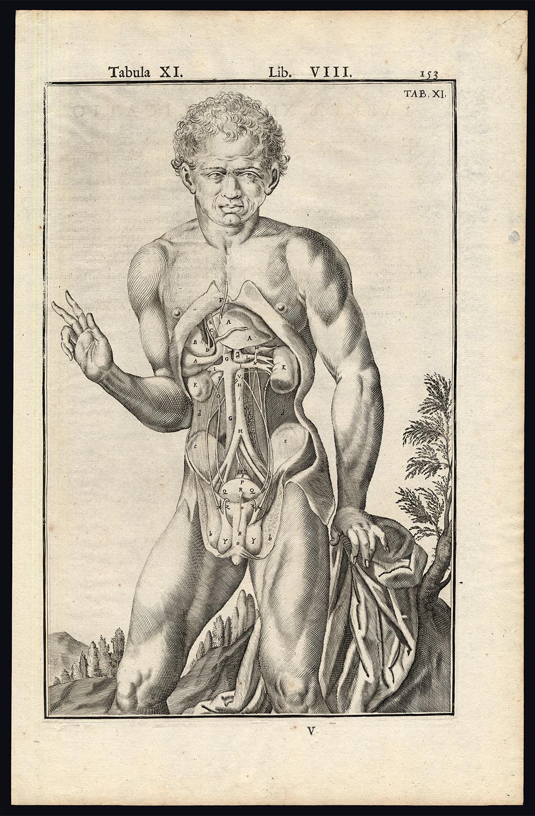 Adrianus Spigelius Print - 2 anatomical prints - Male organs by Spigelius - Engraving - 17th century