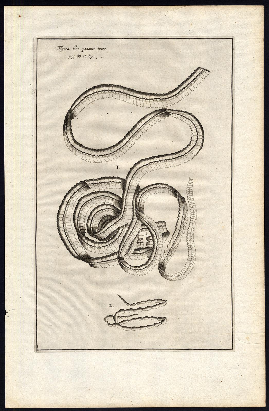 2 Anatomical prints - tapeworms - by Spigelius - Engraving - 17th c - Print by Adrianus Spigelius