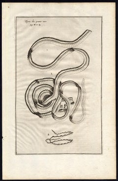 2 Anatomical prints - tapeworms - by Spigelius - Engraving - 17th c