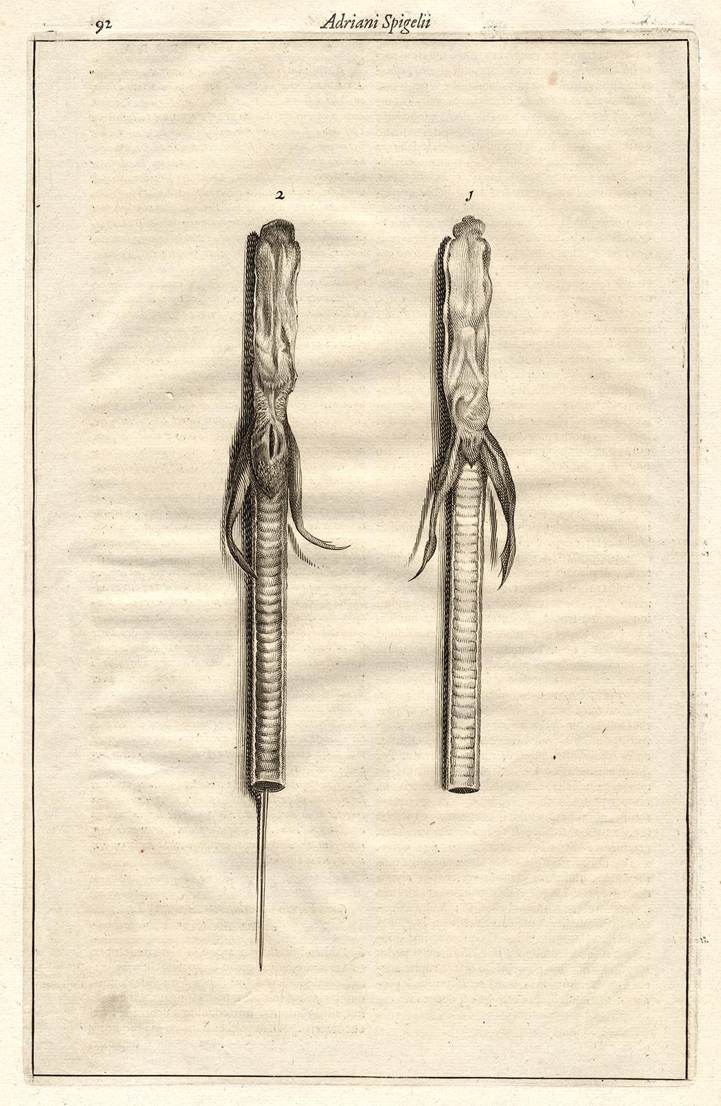 2 Anatomical prints - tapeworms - by Spigelius - Engraving - 17th c - Beige Print by Adrianus Spigelius